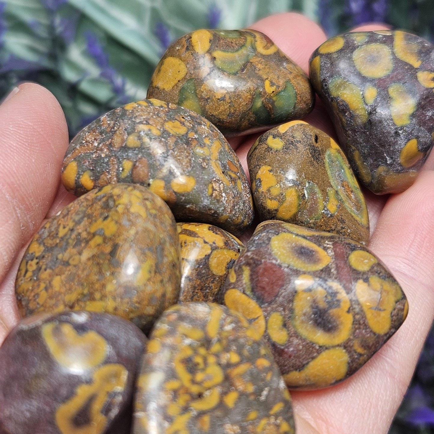 Ajooba Jasper