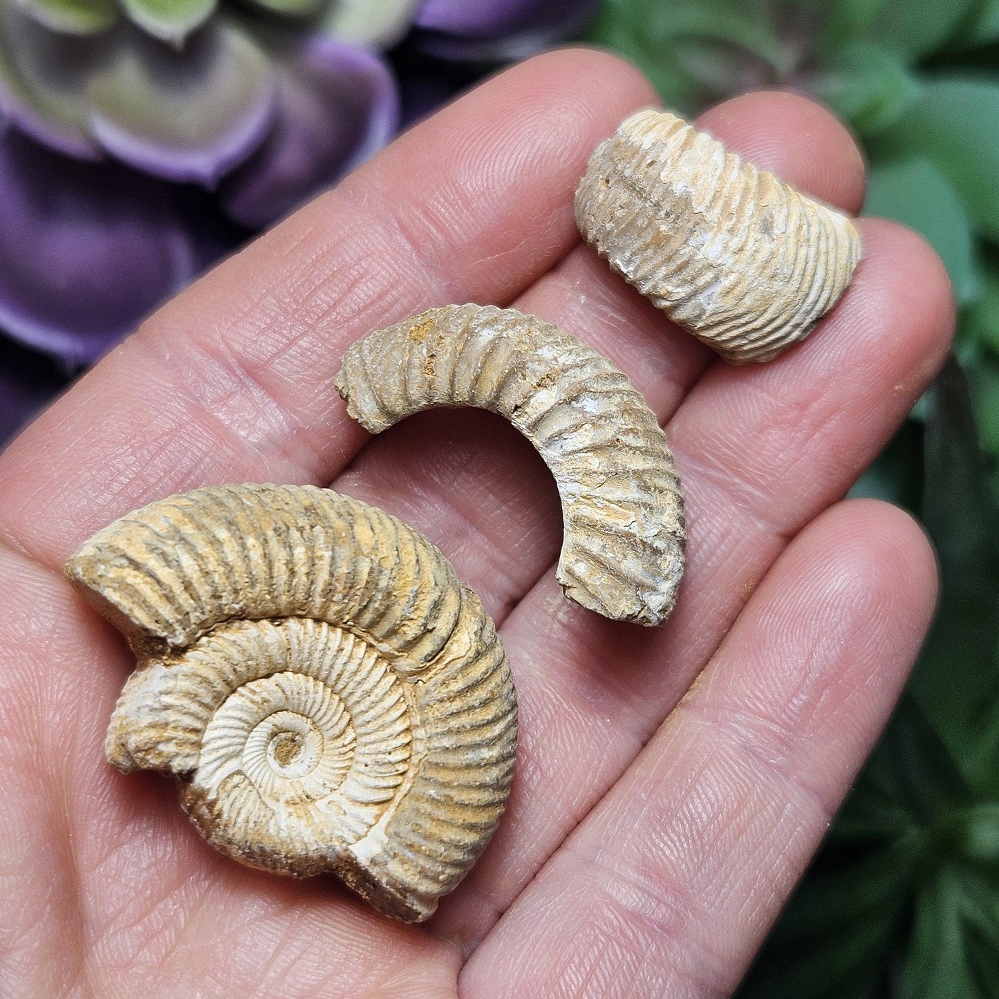 Ammonite Fossil Specimens