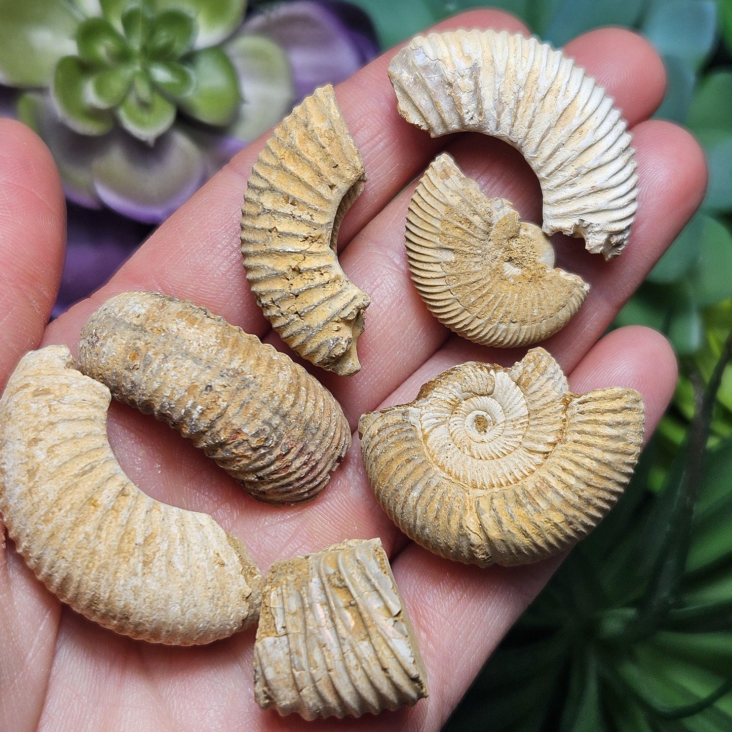 Ammonite Fossil Specimens