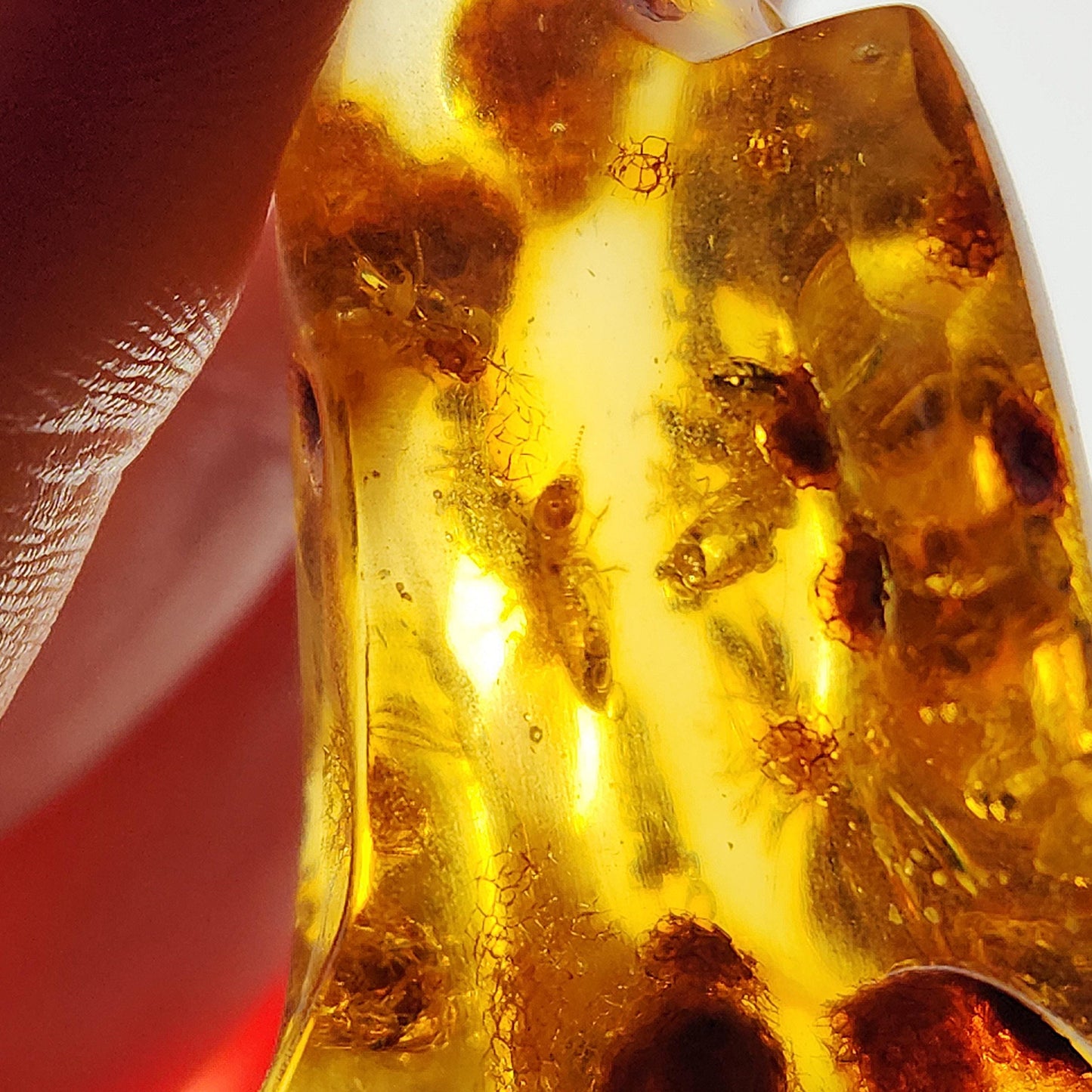MOVING Enhydro AMBER with Bugs