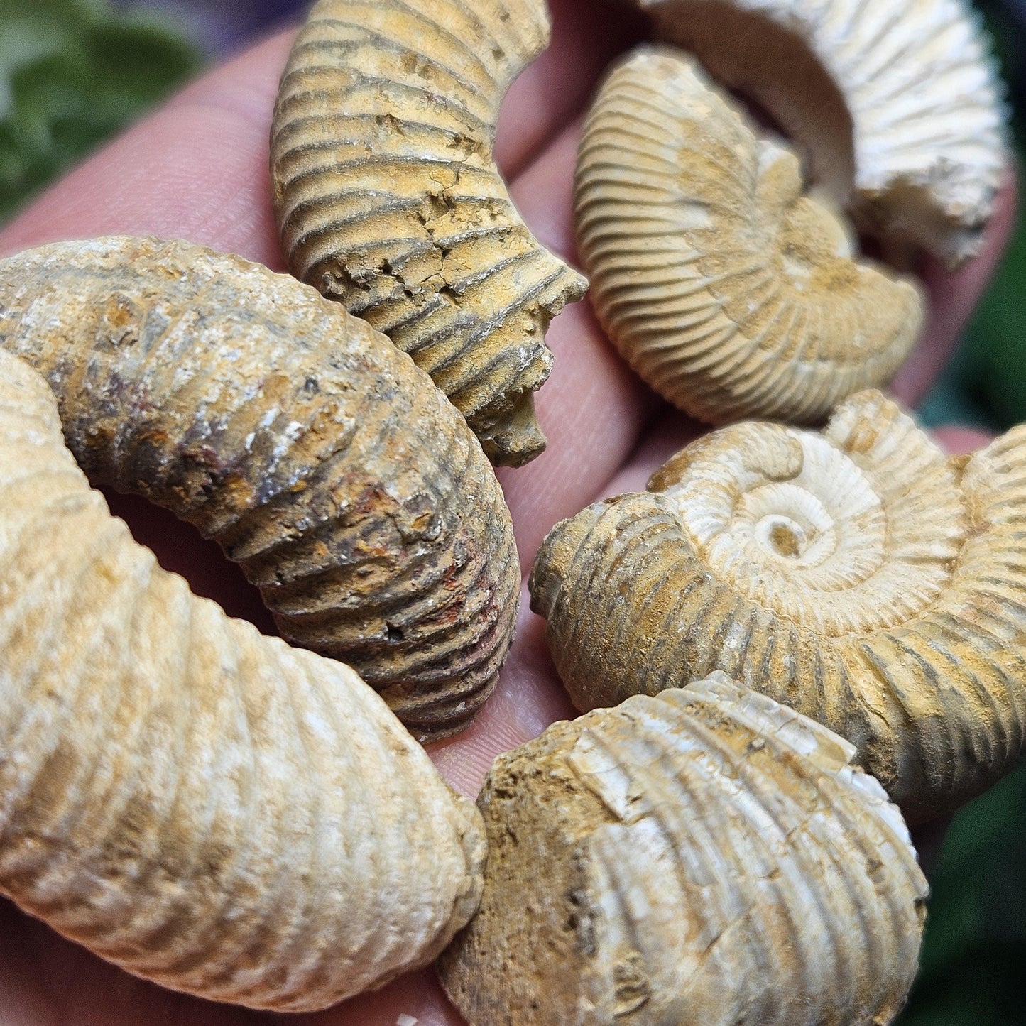 Ammonite Fossil Specimens