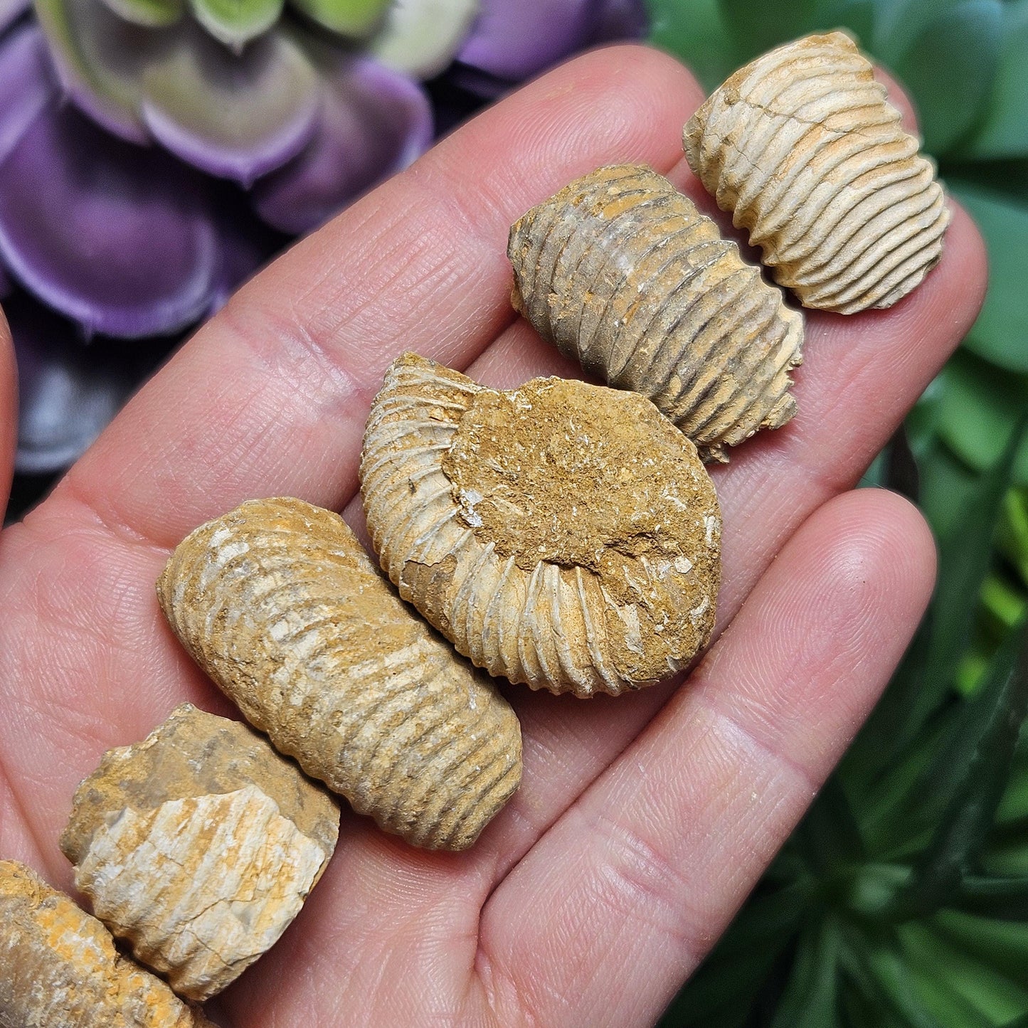 Ammonite Fossil Specimens