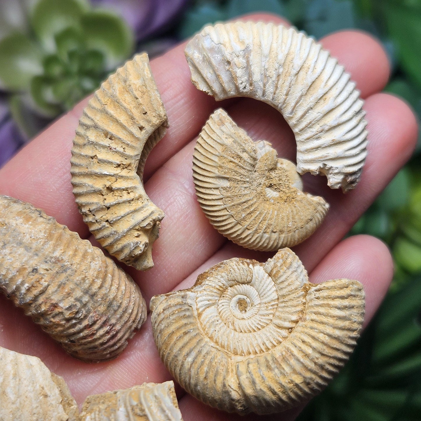 Ammonite Fossil Specimens
