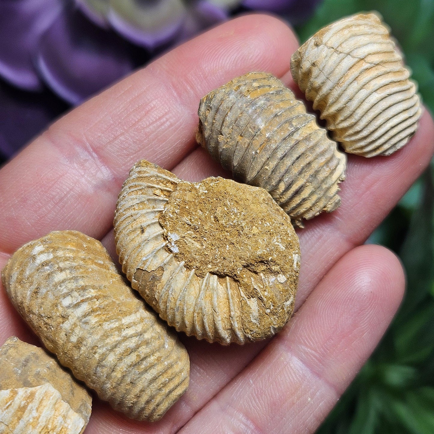 Ammonite Fossil Specimens