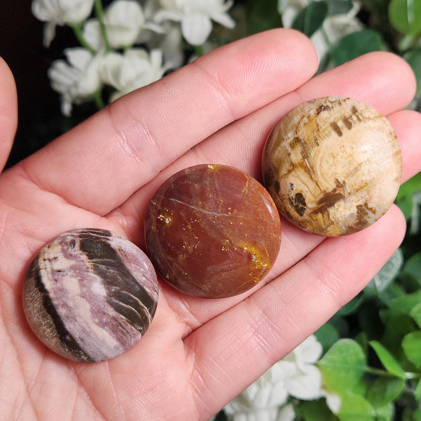 Petrified Wood Polished Specimen