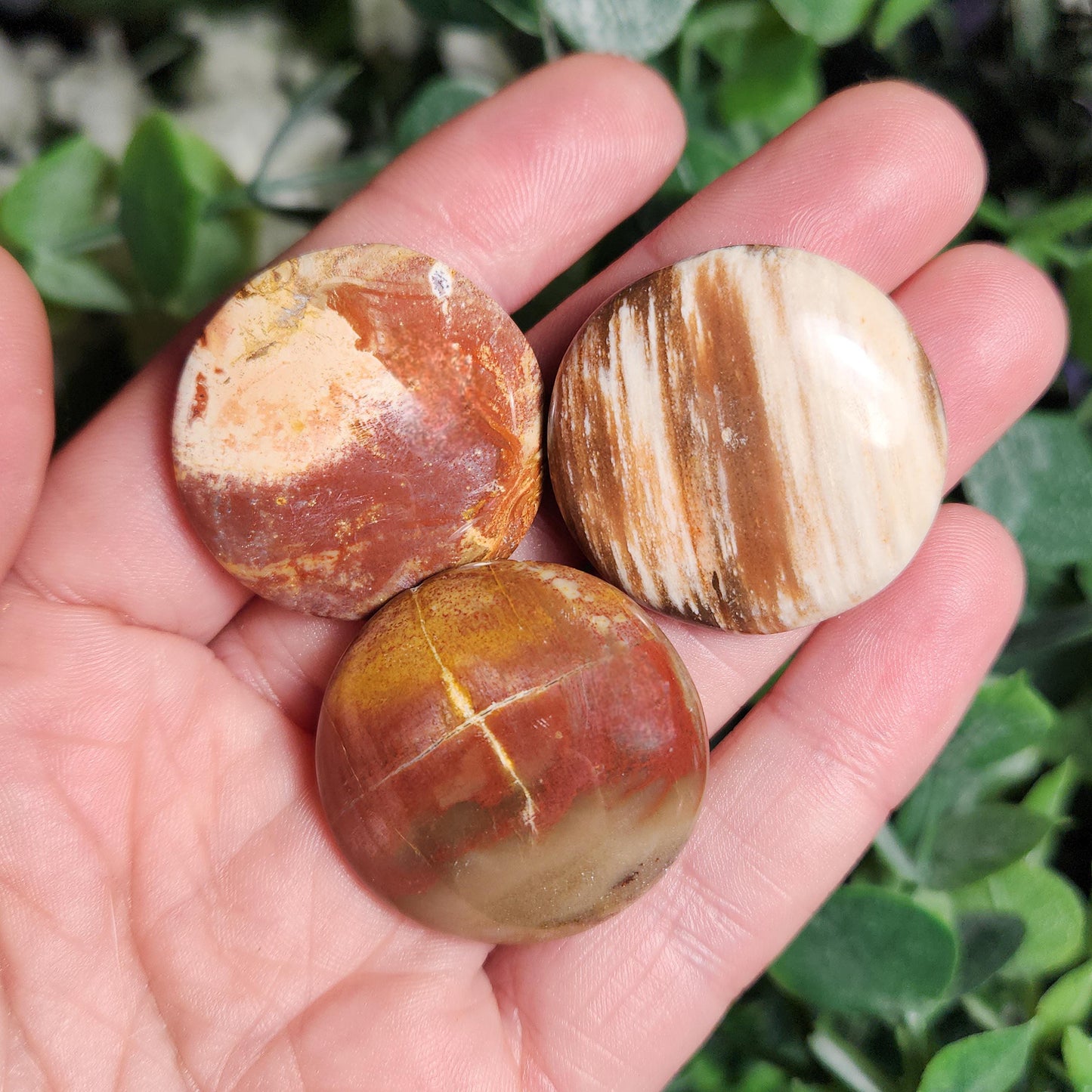 Petrified Wood Polished Specimen