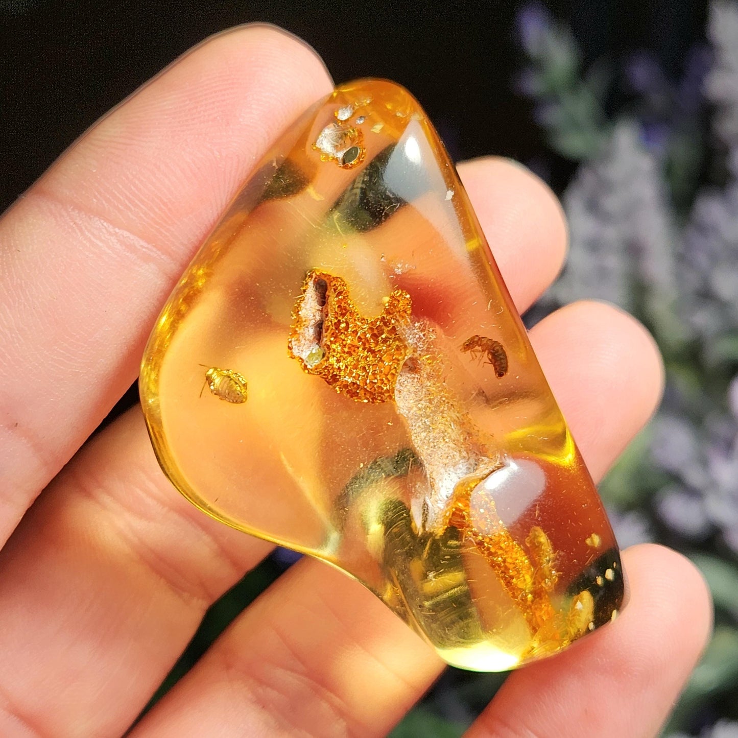 Amber with Bugs