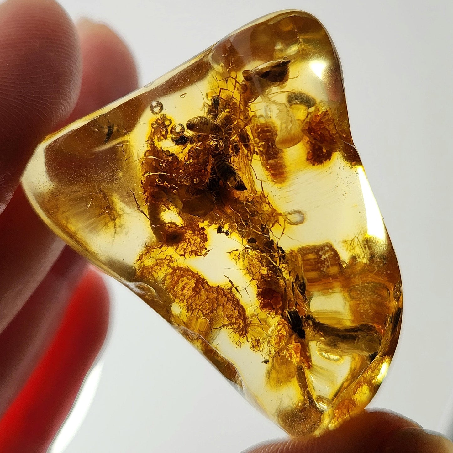 Enhydro AMBER with Bugs