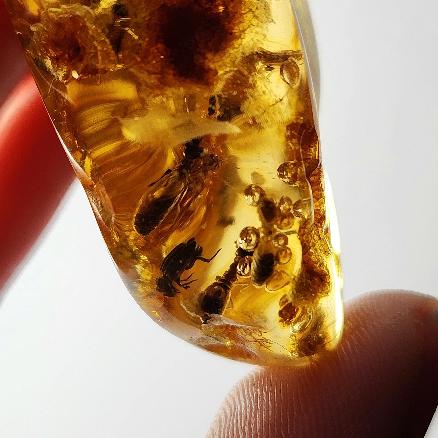 Enhydro AMBER with Bugs