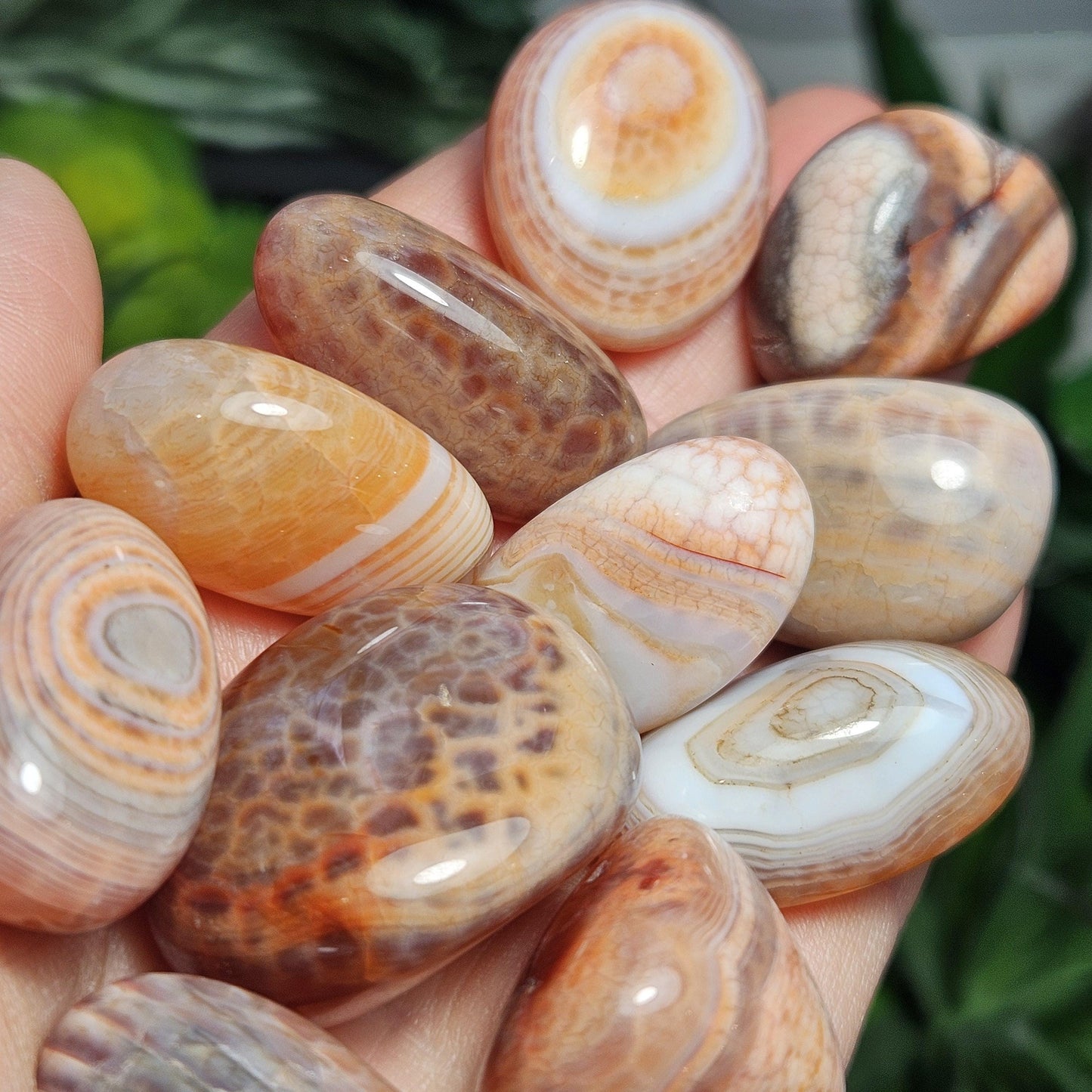 Snakeskin Agate