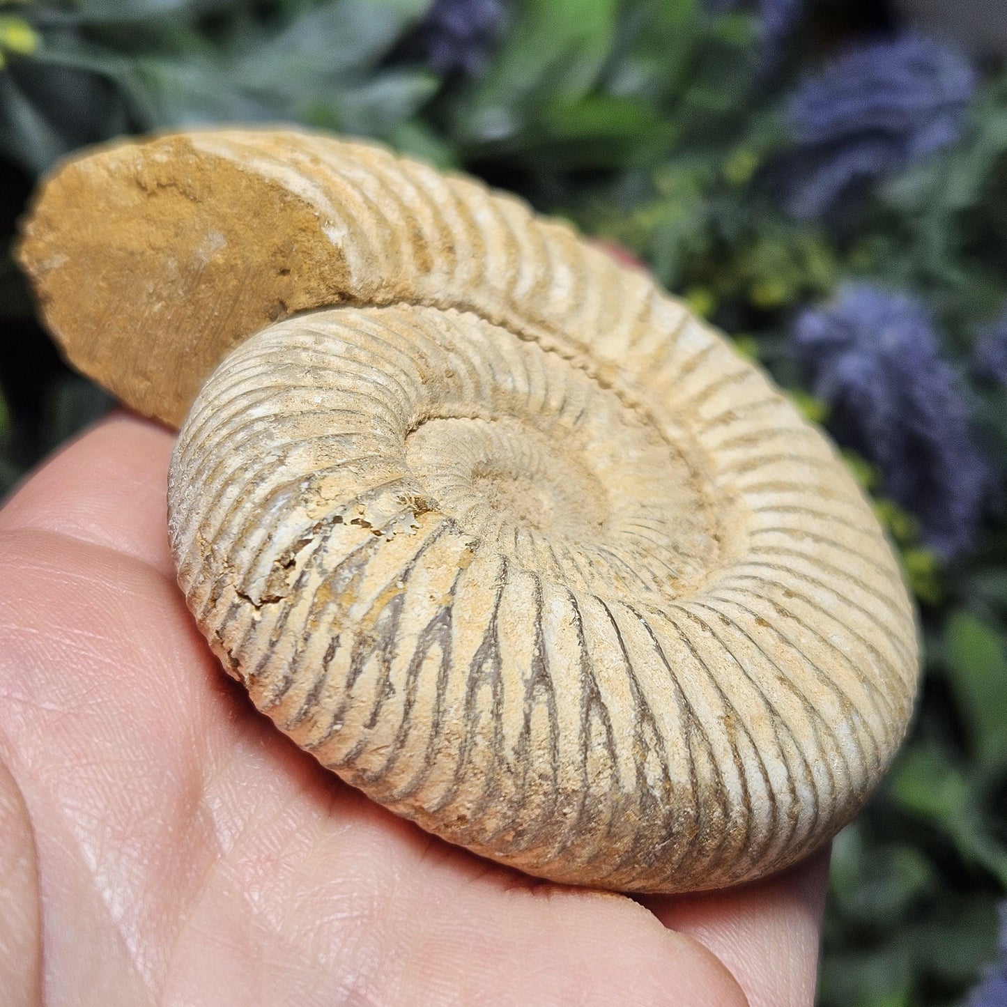 Ammonite Fossil