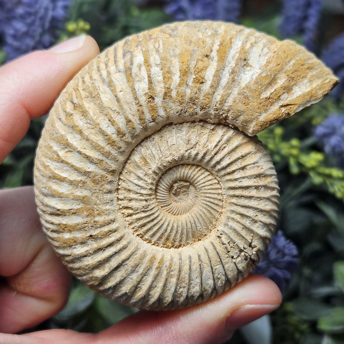 Ammonite Fossil