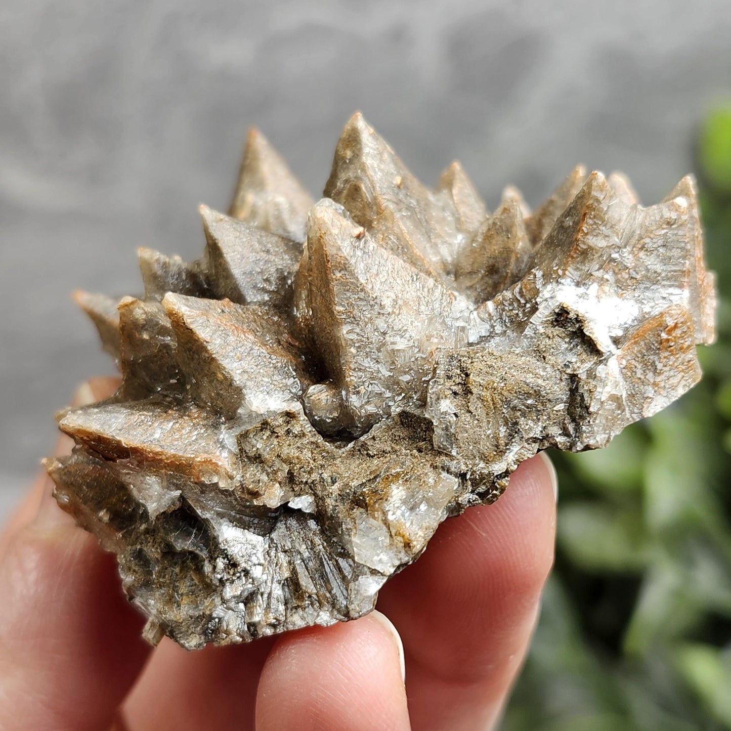 Chocolate Dogtooth Calcite
