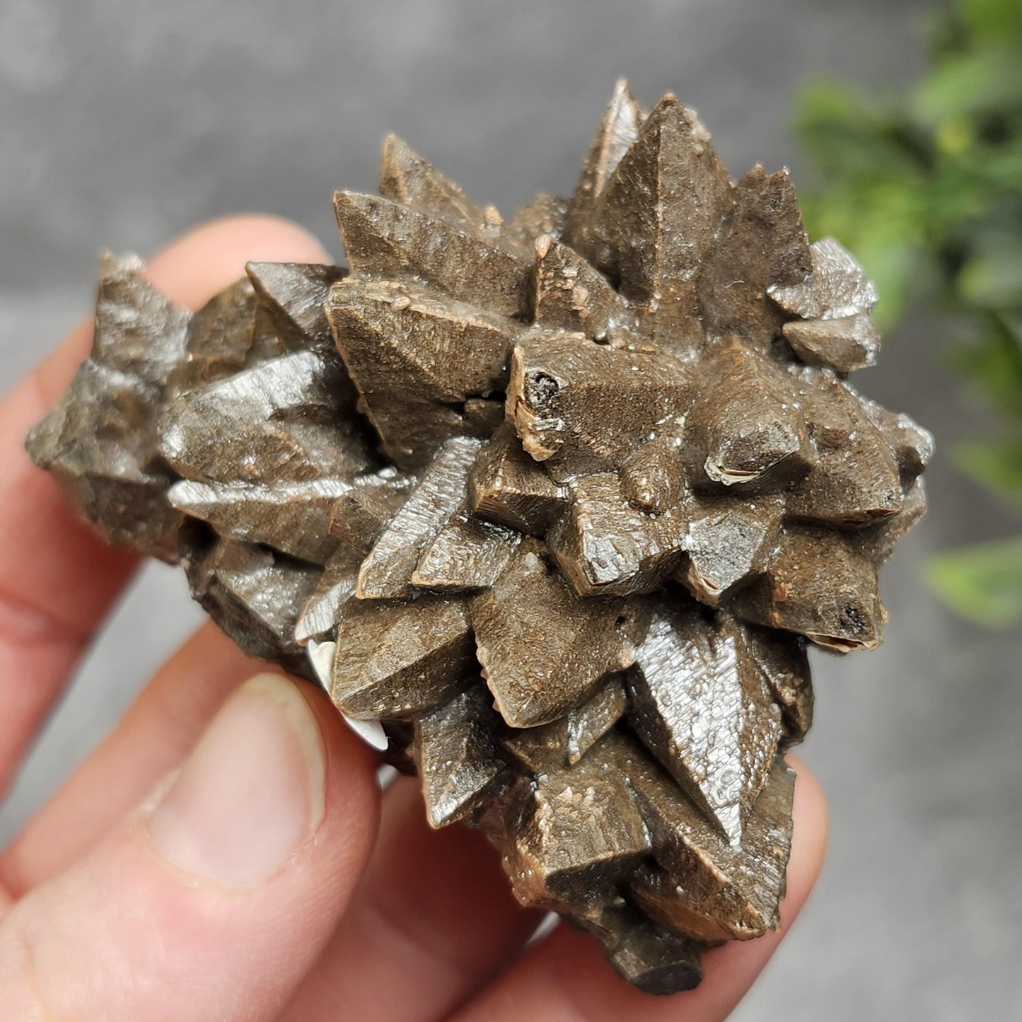 Chocolate Dogtooth Calcite