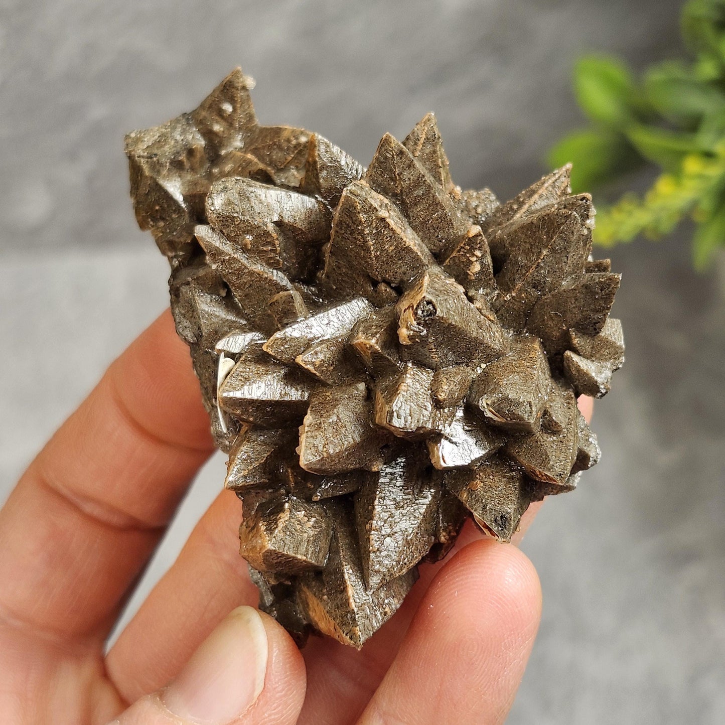 Chocolate Dogtooth Calcite