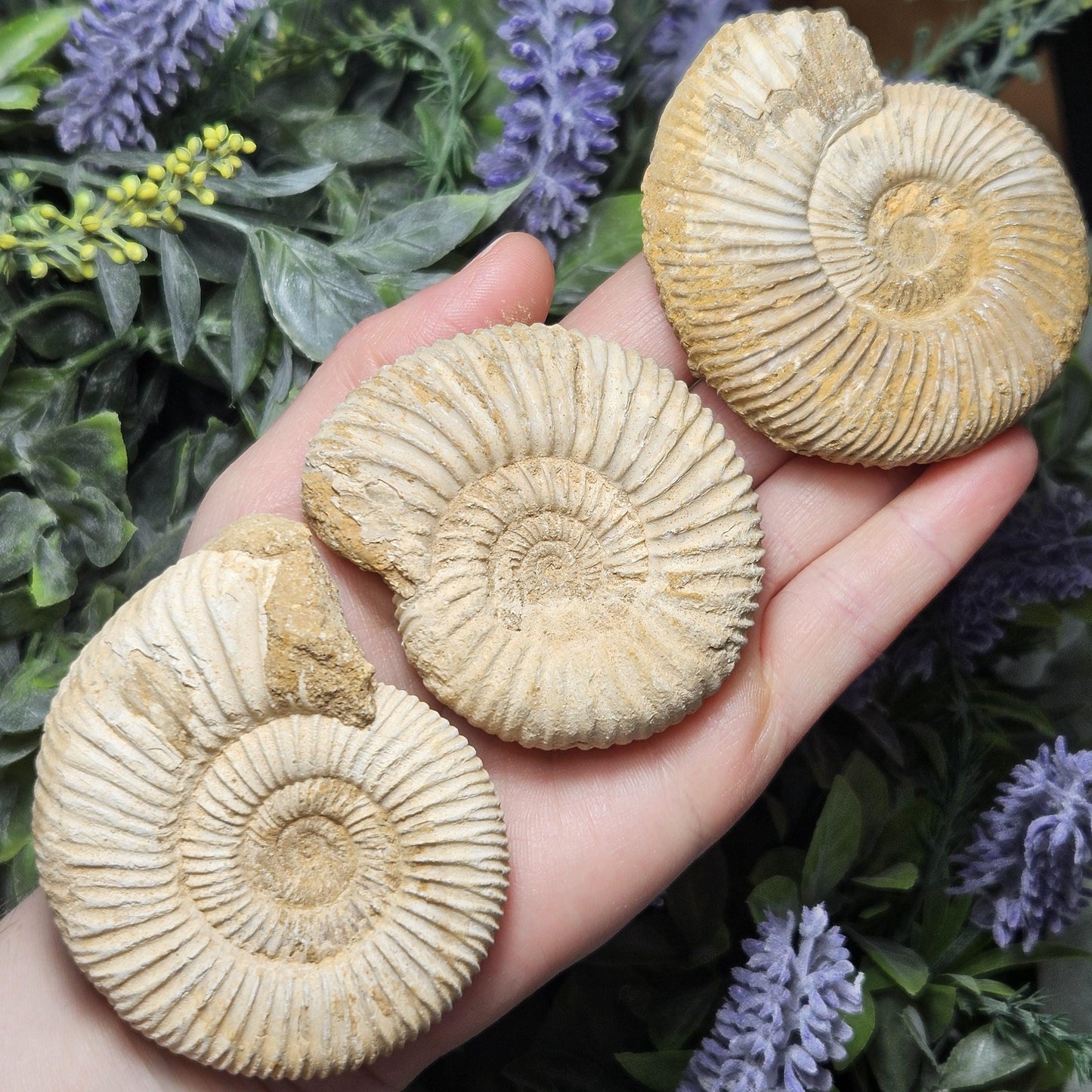Ammonite Fossil