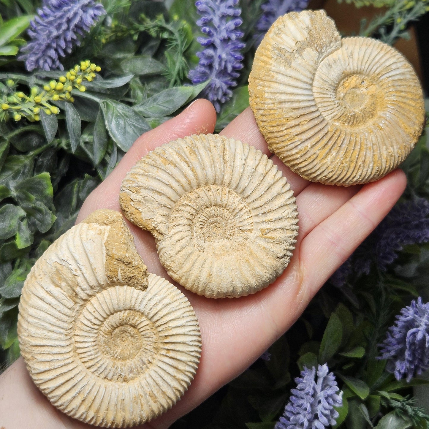 Ammonite Fossil