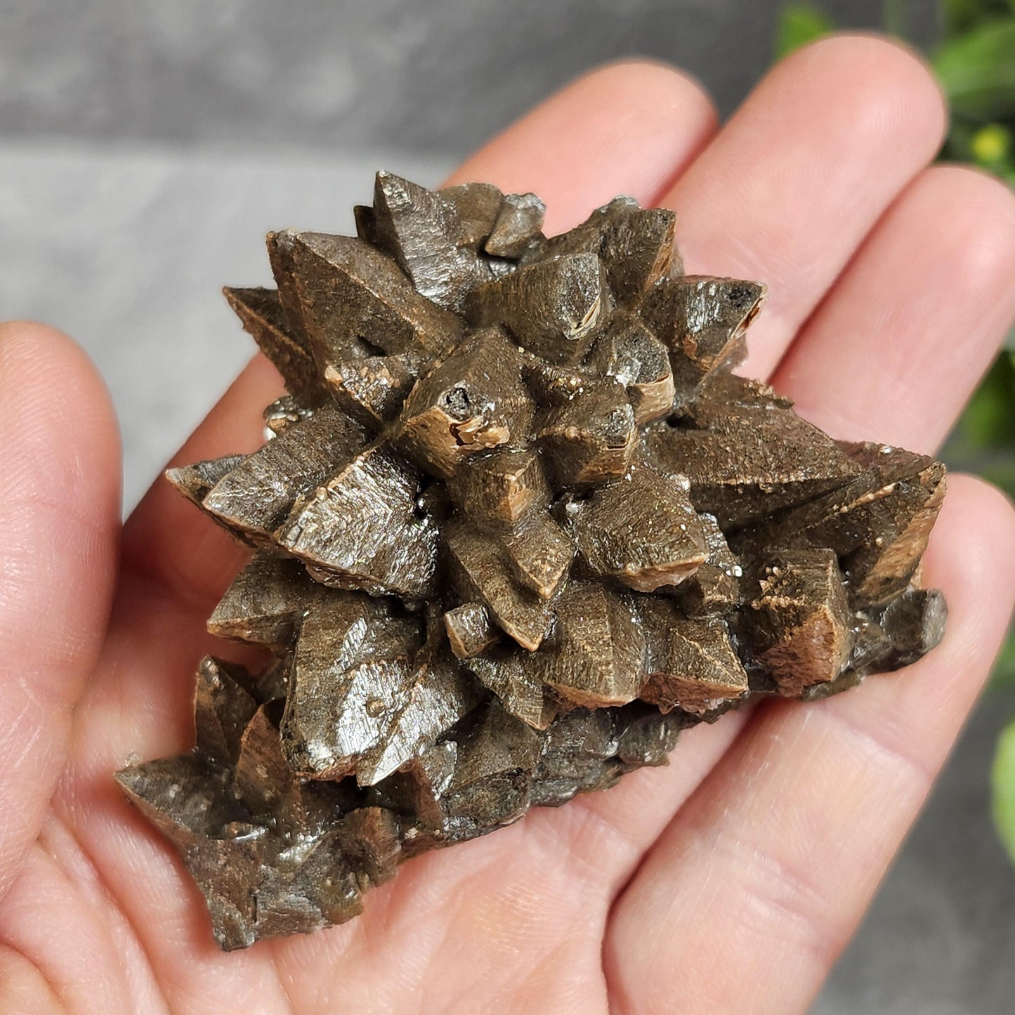 Chocolate Dogtooth Calcite