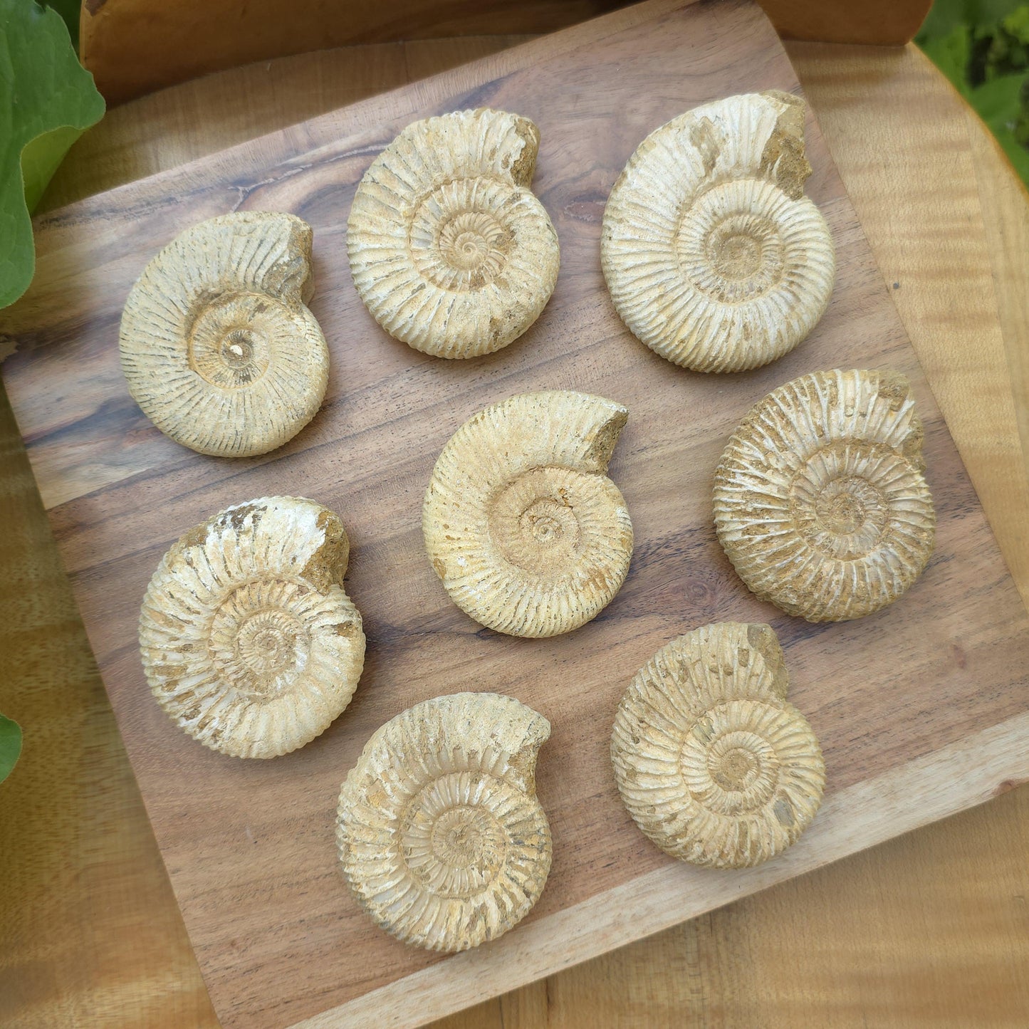 Ammonite Fossil