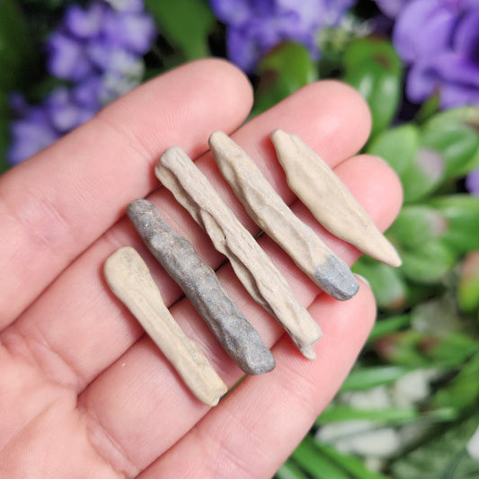 May include: Close-up view of five small, beige and gray fossilized wood pieces.  The pieces vary slightly in shape and size, exhibiting natural textures and subtle color variations. They appear to be rough and unpolished, showcasing their organic form. The color palette is muted, ranging from light beige to dark gray. These items are likely collected for their unique aesthetic and geological interest.