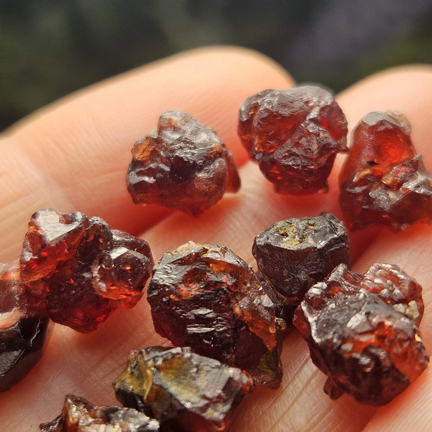 Himalayan Alpine Garnet