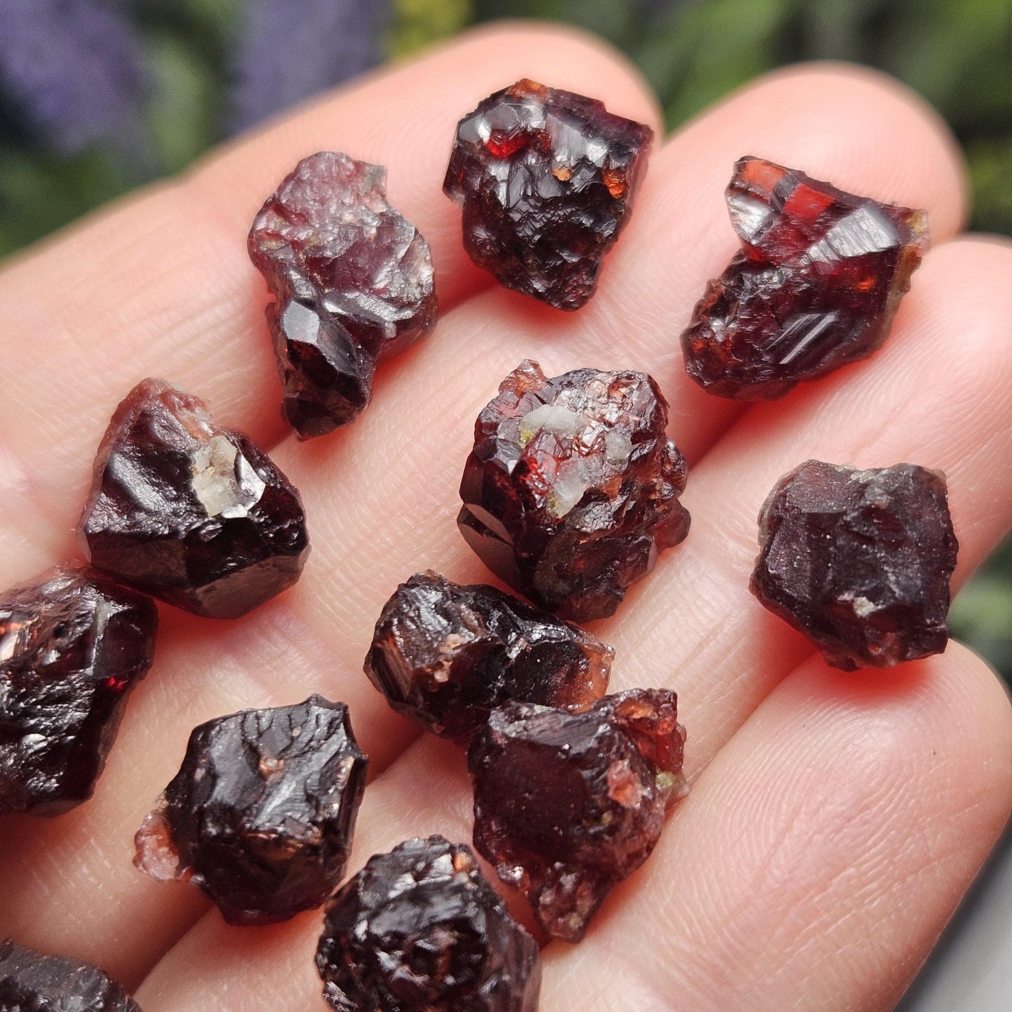 Himalayan Alpine Garnet