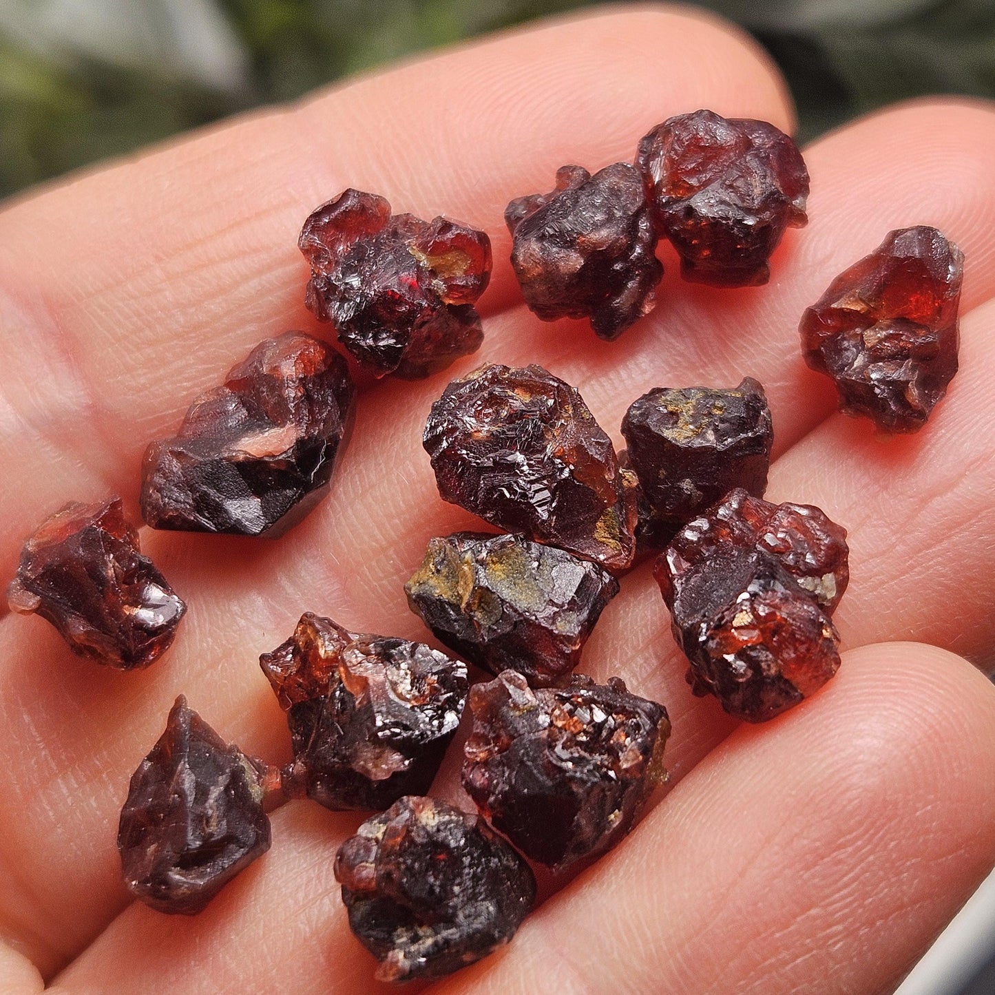 Himalayan Alpine Garnet
