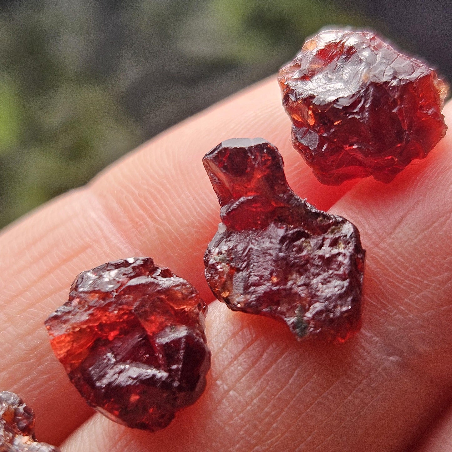 Himalayan Alpine Garnet