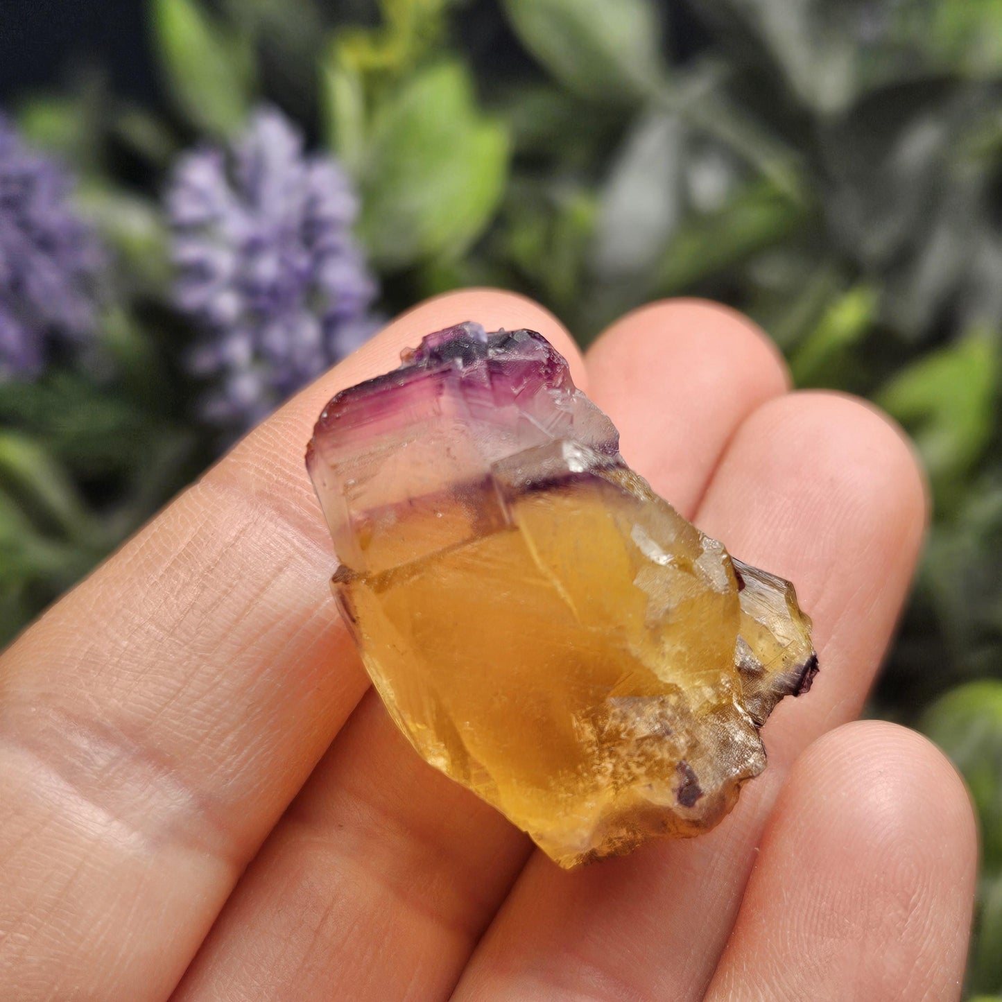 Purple & Yellow Bicolor Fluorite