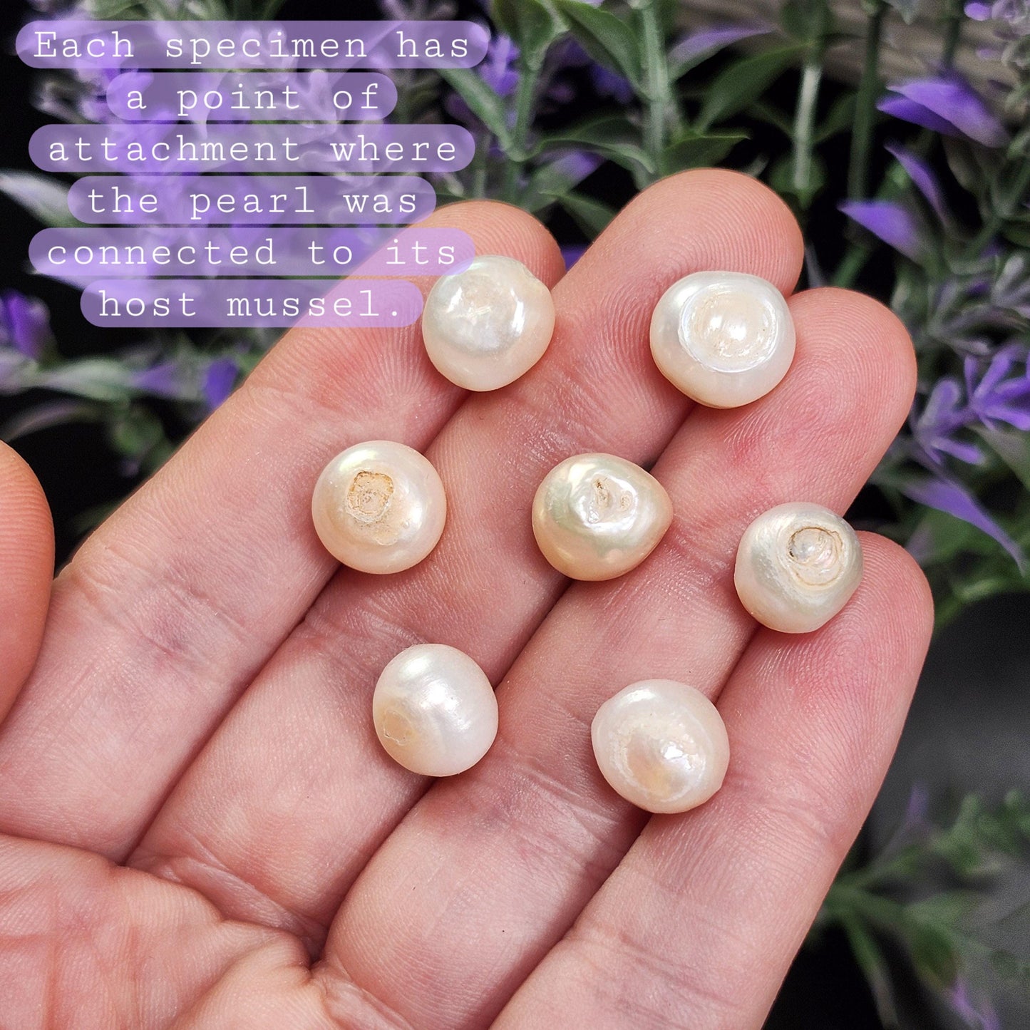 Natural Pearl