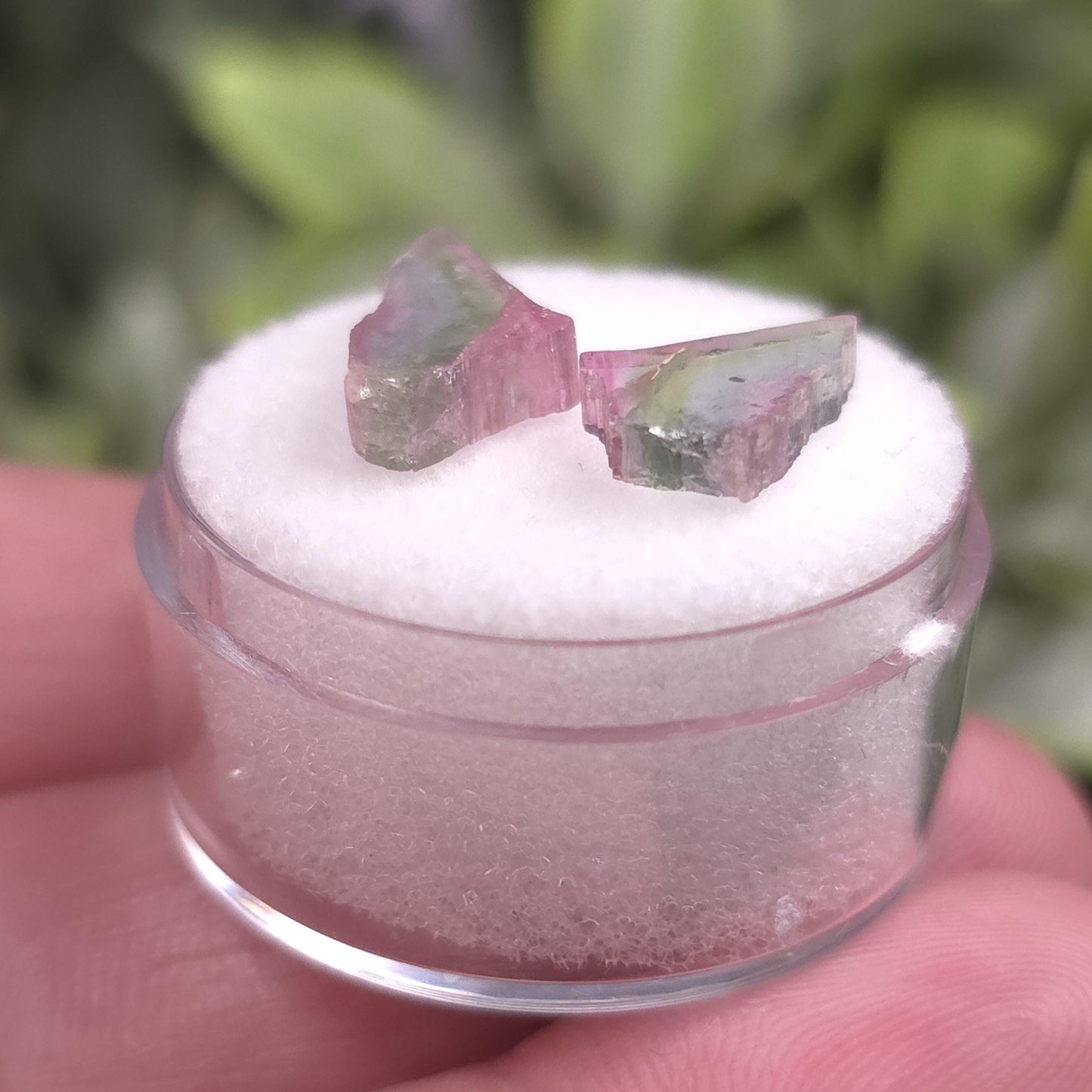 Watermelon Tourmaline Butterfly