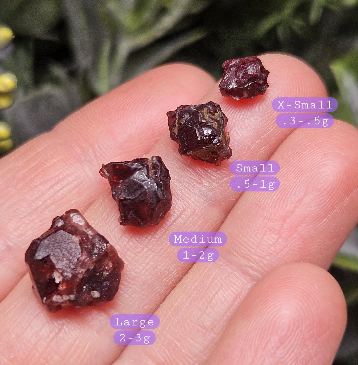 Himalayan Alpine Garnet