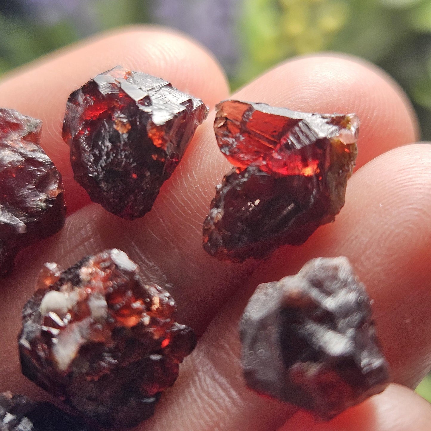 Himalayan Alpine Garnet