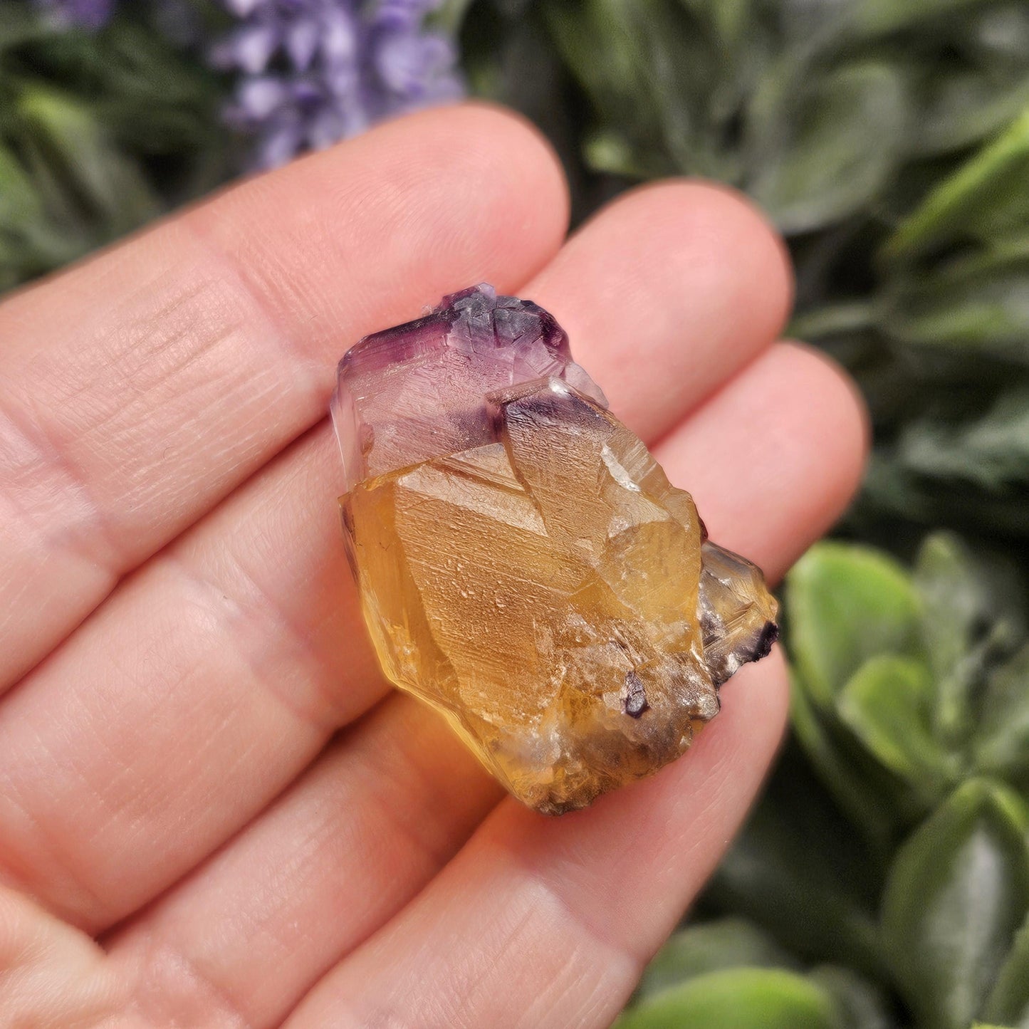Purple & Yellow Bicolor Fluorite