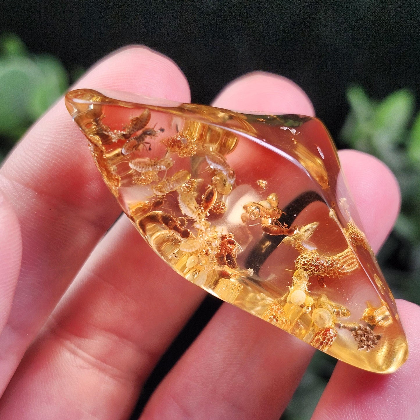 Amber with Bugs & Static ENHYDRO