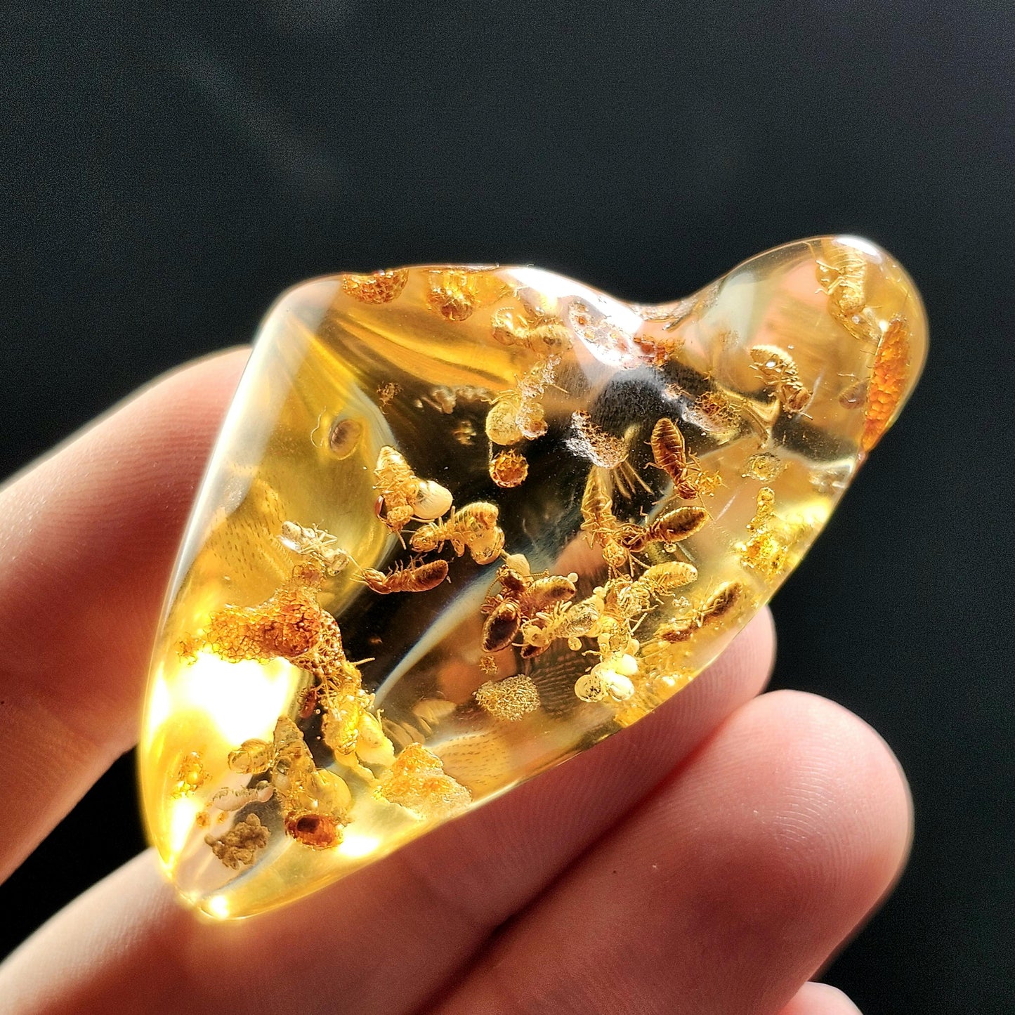 Amber with Bugs & Static ENHYDRO