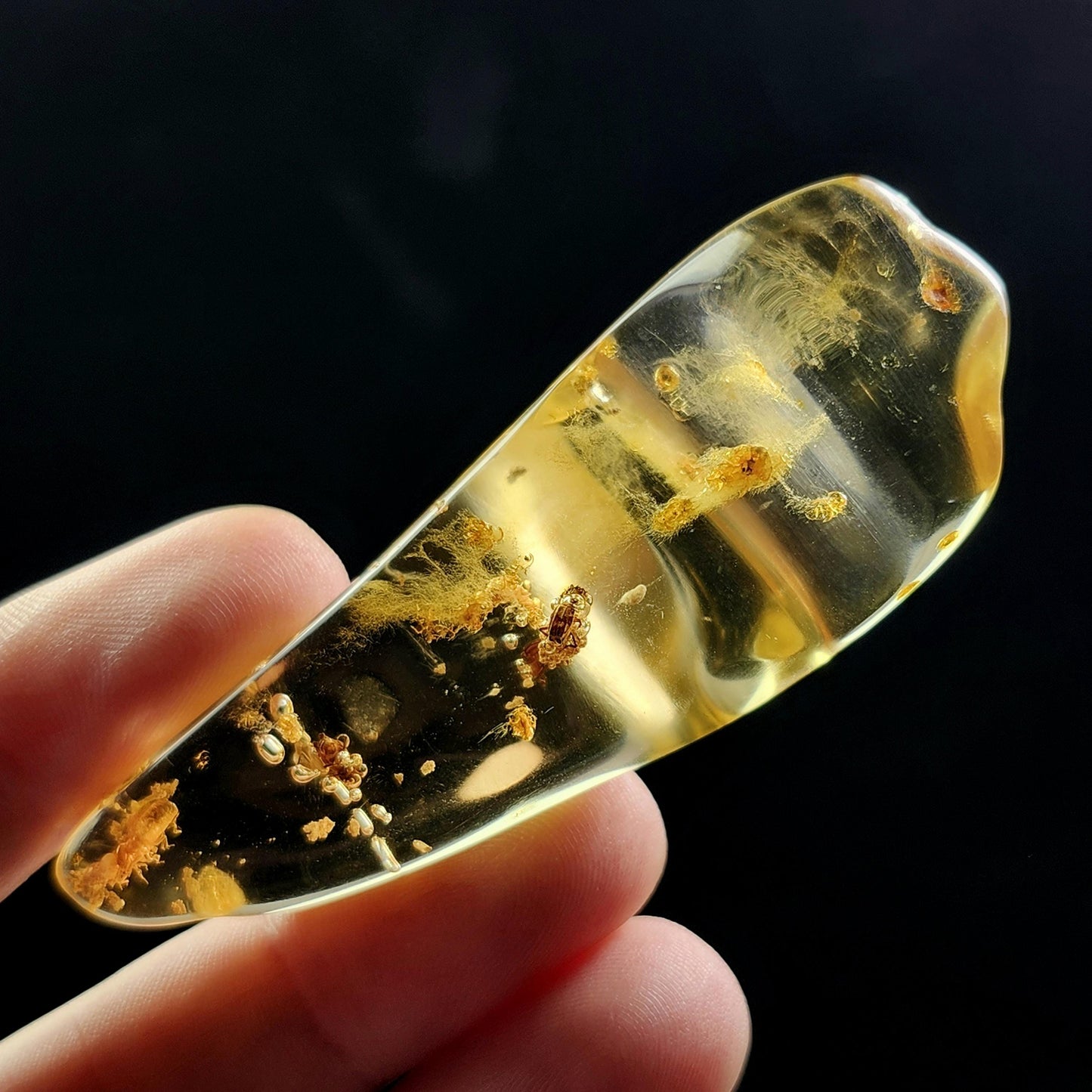 Amber with Bugs & Static ENHYDRO