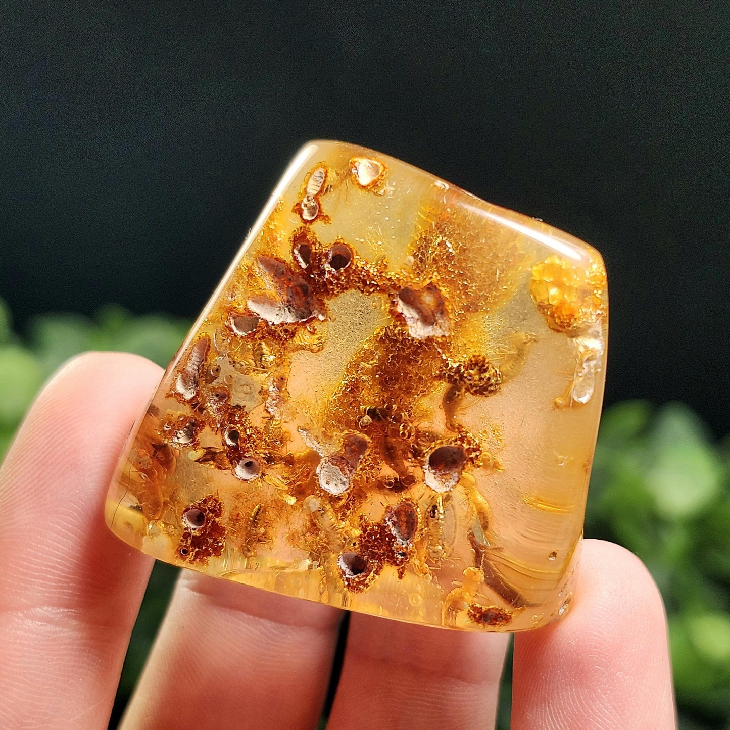 Amber with Bugs & Static ENHYDRO
