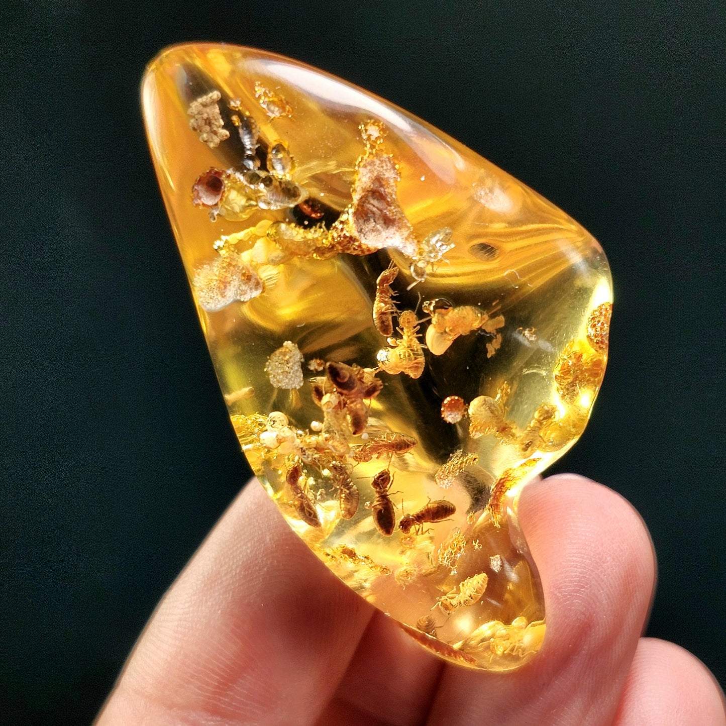 Amber with Bugs & Static ENHYDRO
