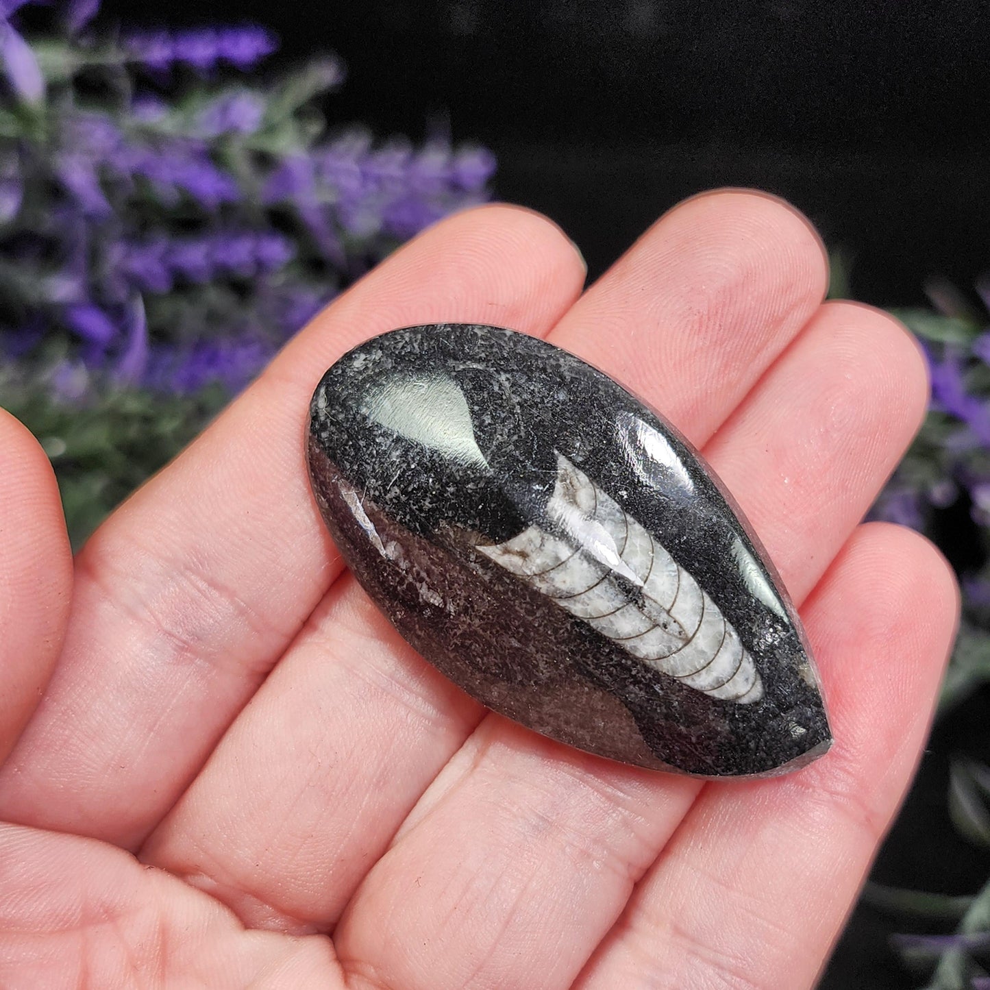 Orthoceras Fossil