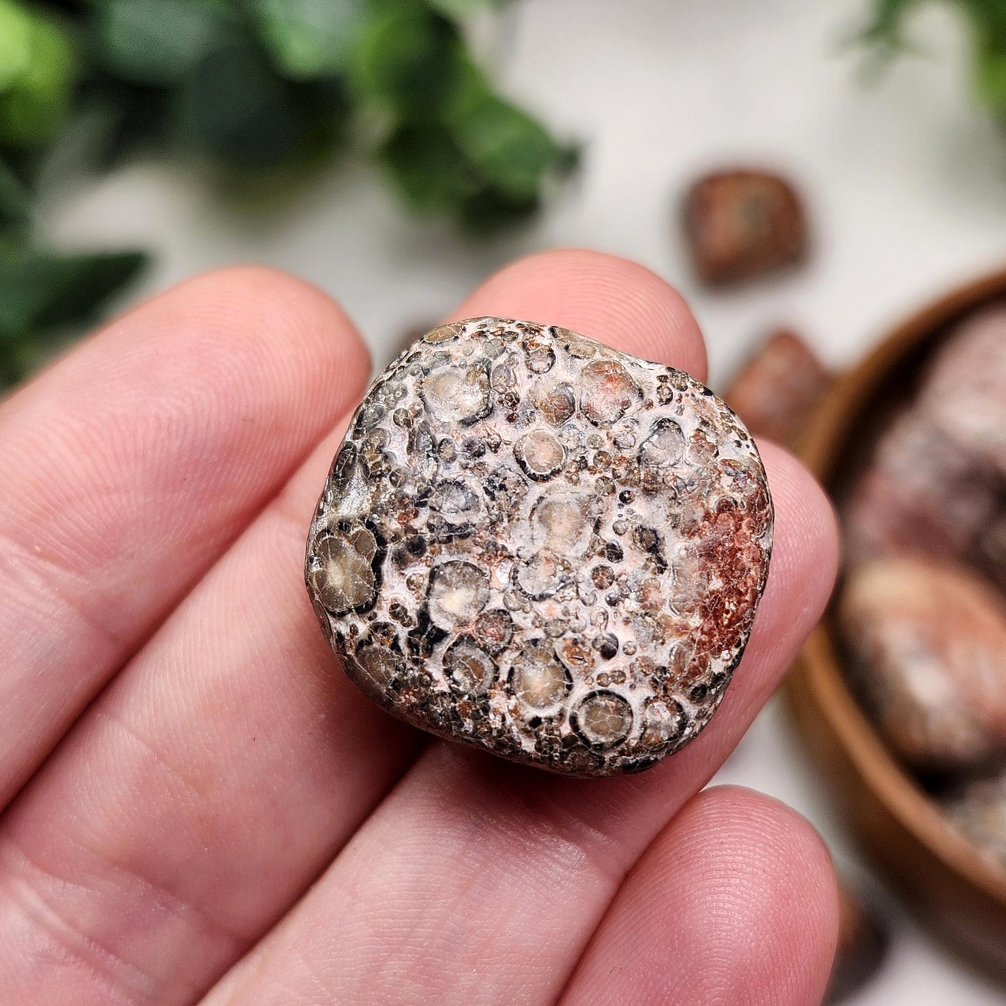 Leopard Skin Jasper