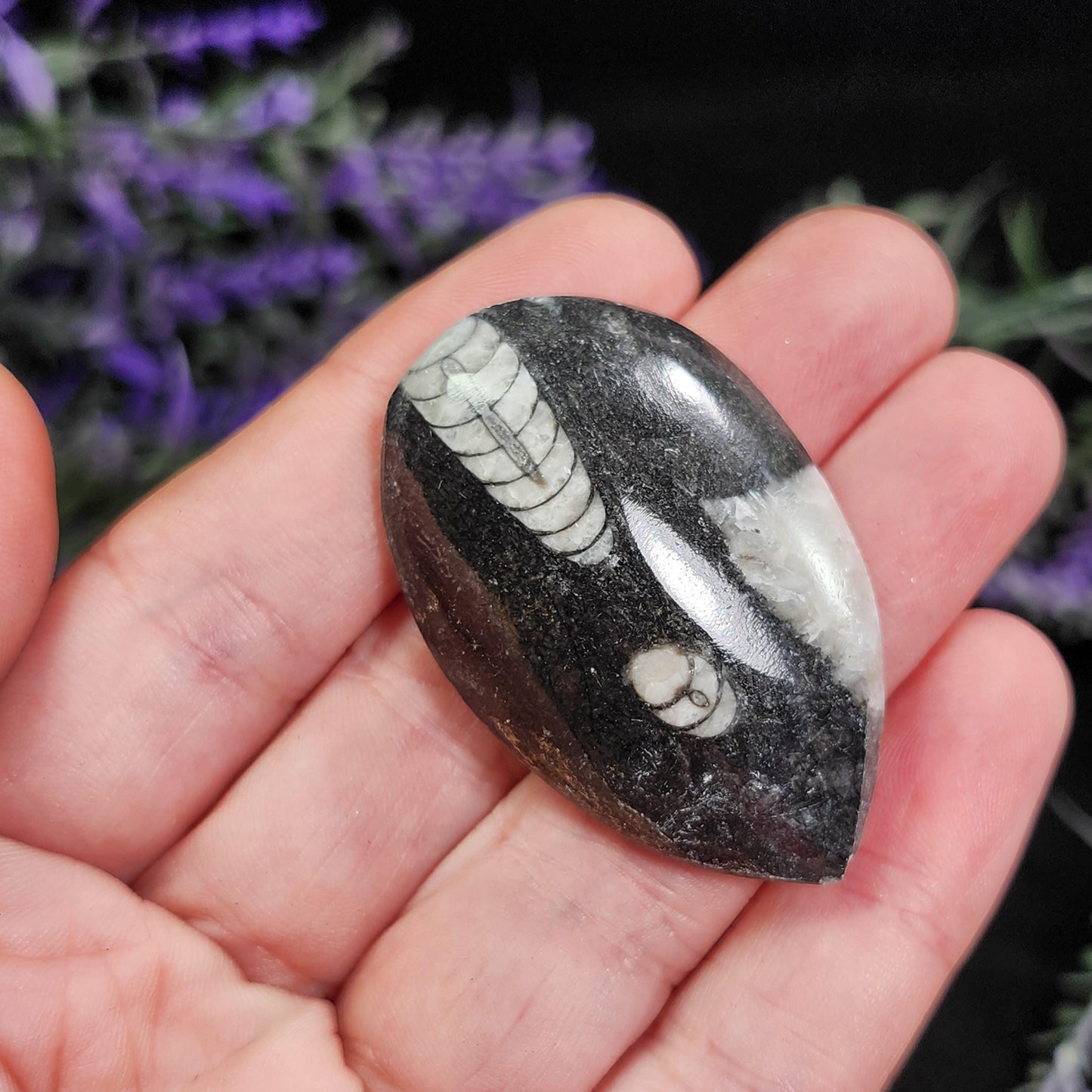 Orthoceras Fossil