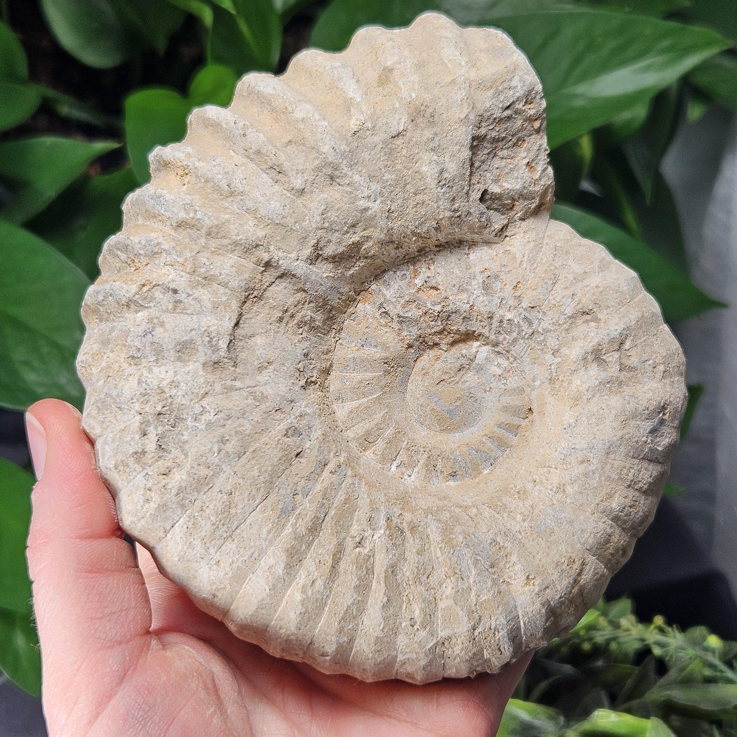Ammonite Fossil