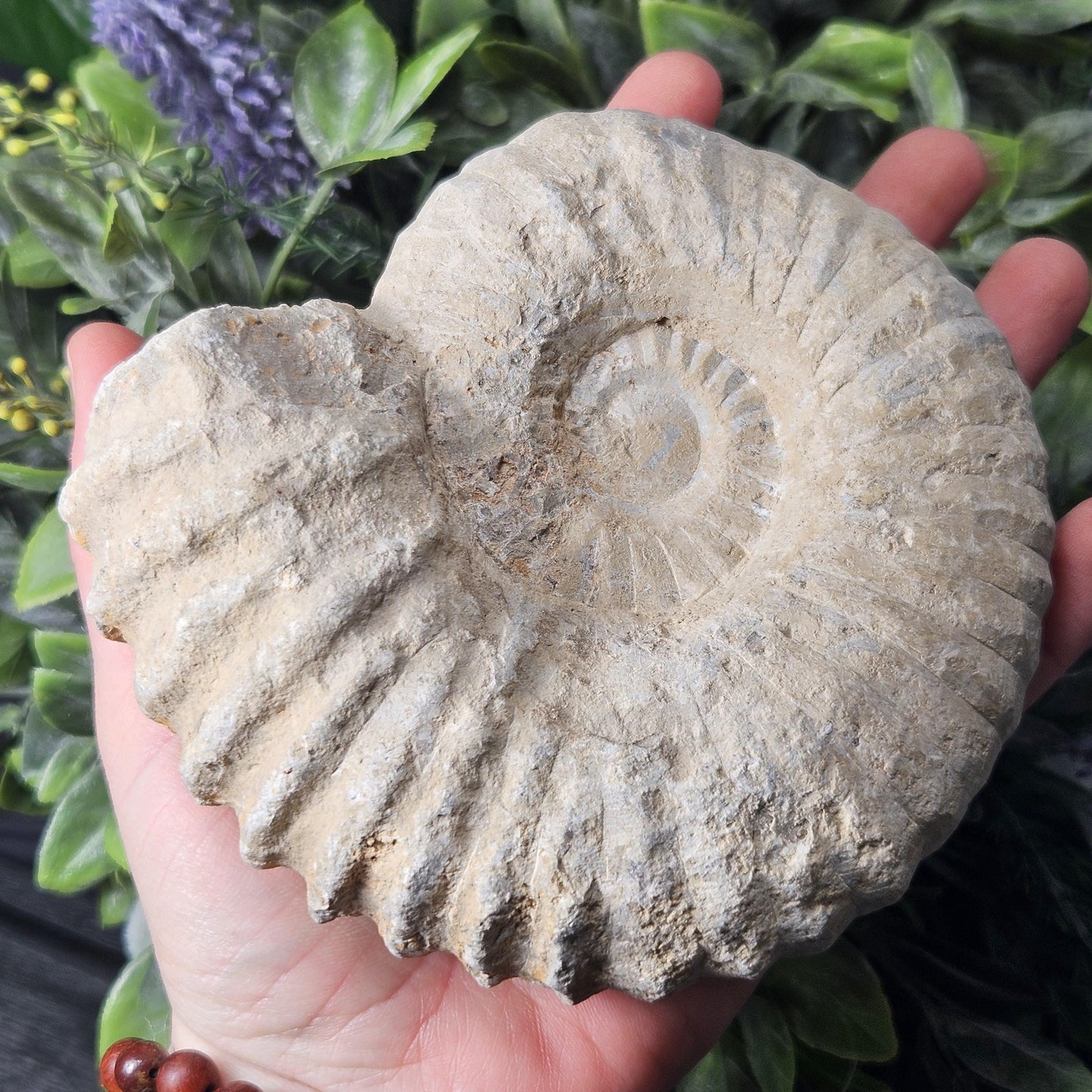 Ammonite Fossil