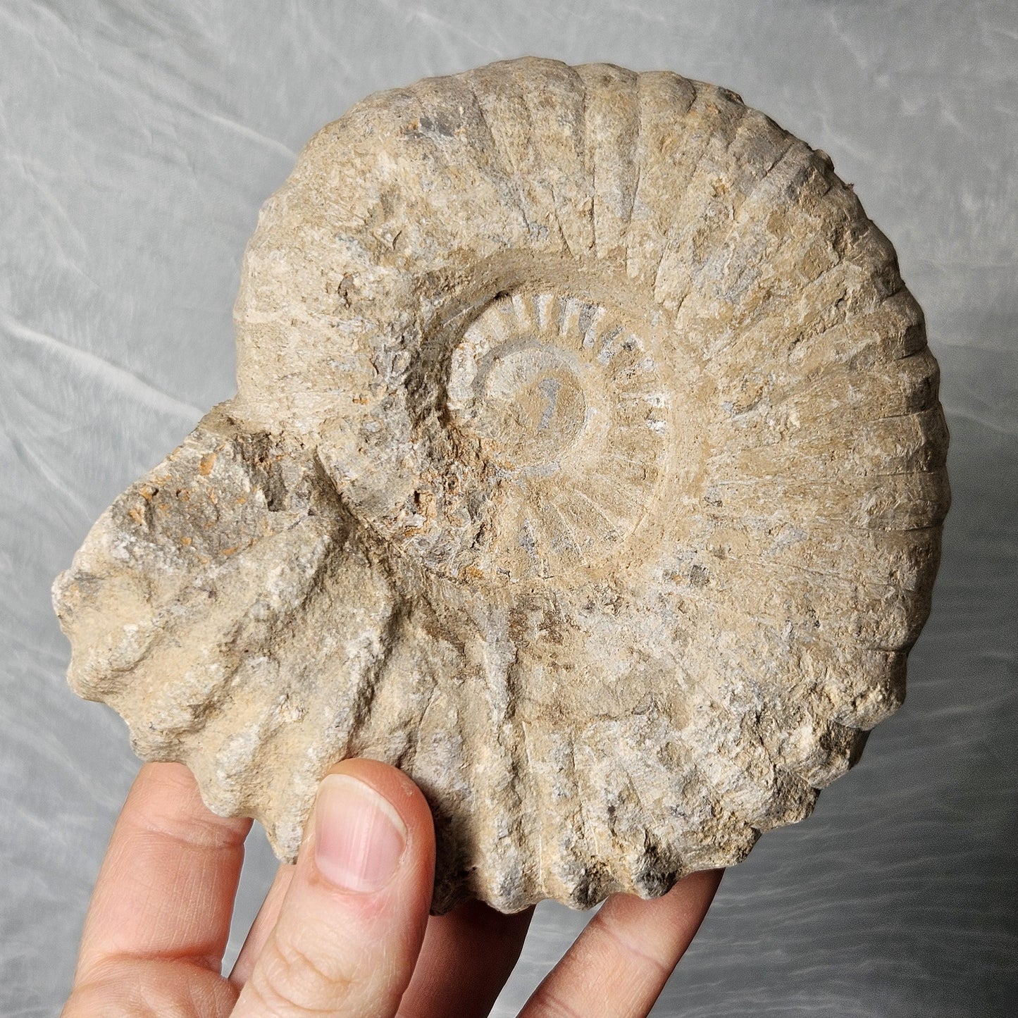Ammonite Fossil