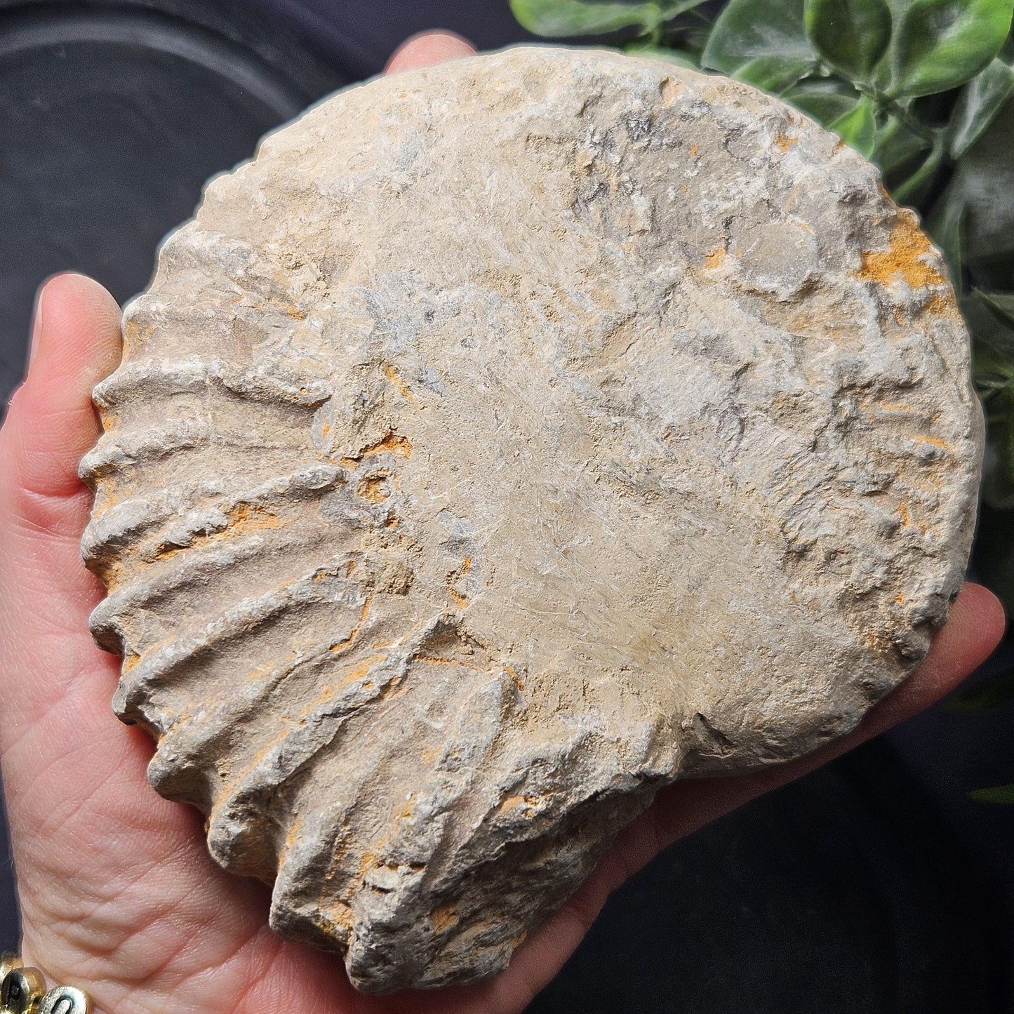 Ammonite Fossil