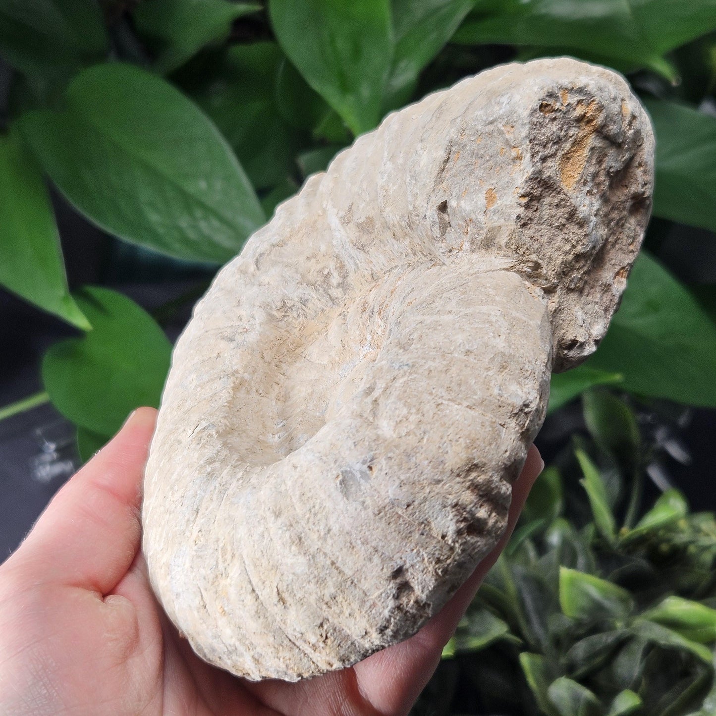 Ammonite Fossil