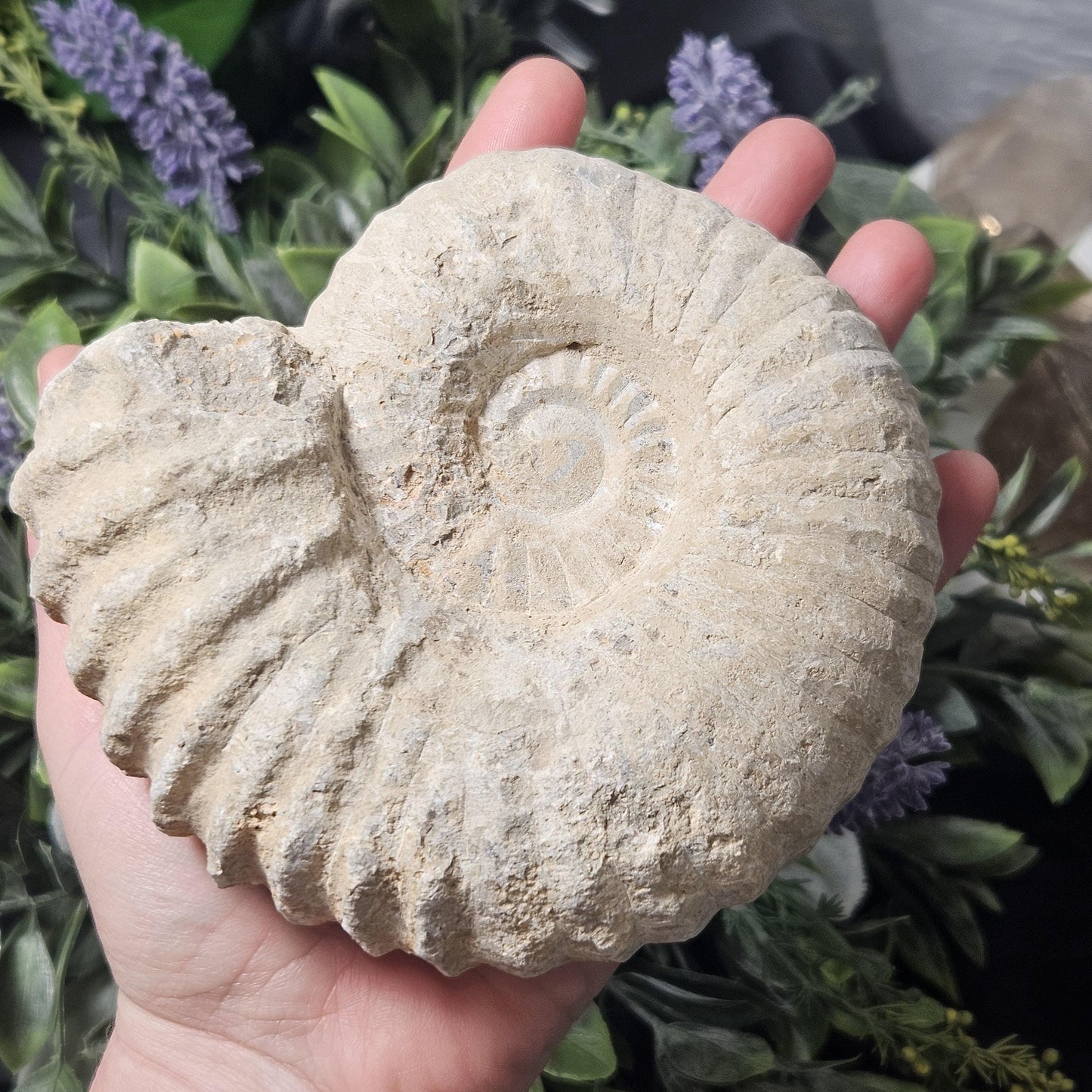 Ammonite Fossil