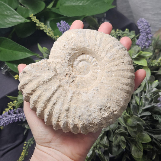 Ammonite Fossil