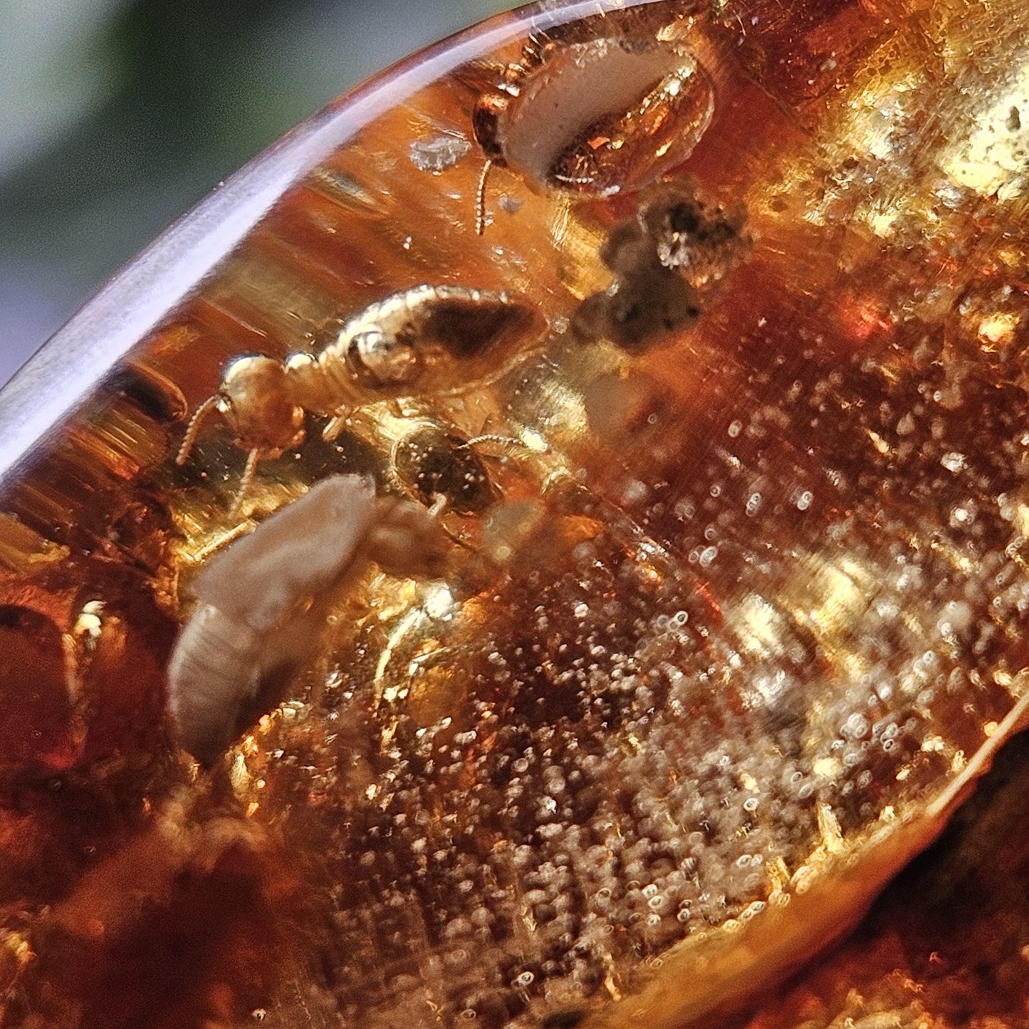 Amber with Insects, 10.6g Polished Amber from Colombia